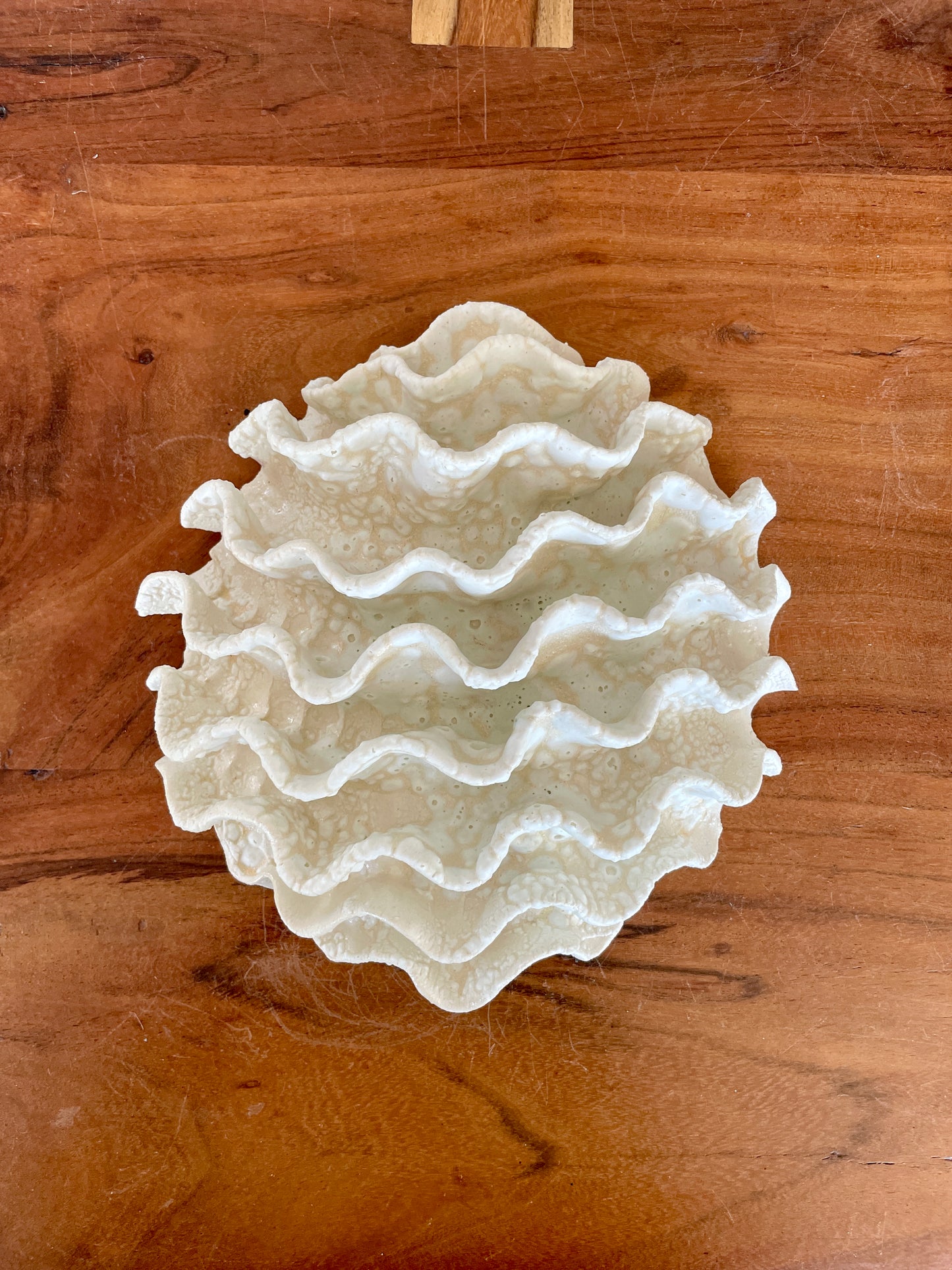 Wall coral 04465