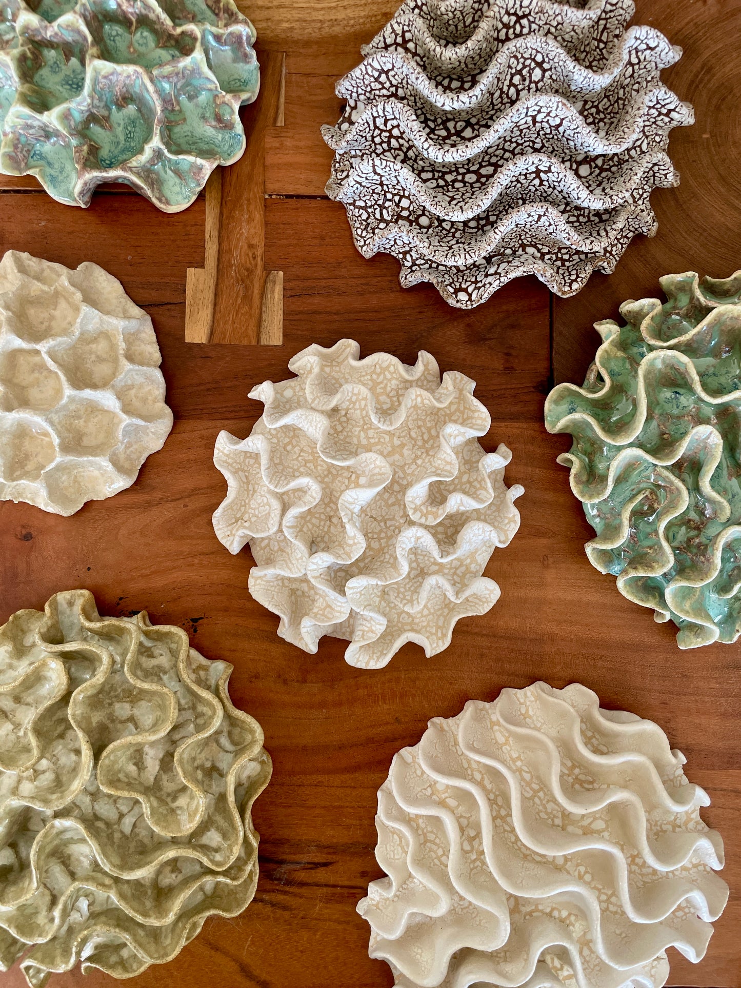 Wall coral 04446