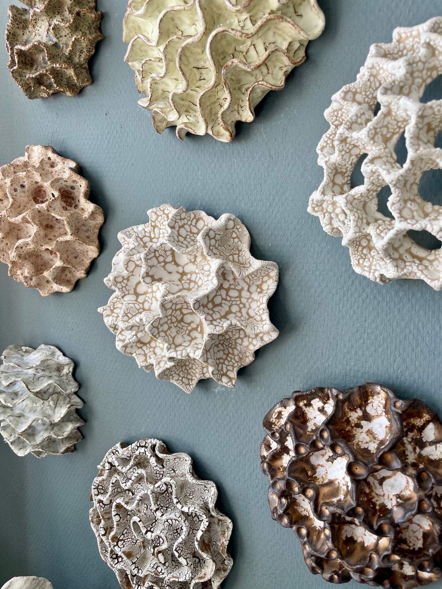 Wall coral 04472
