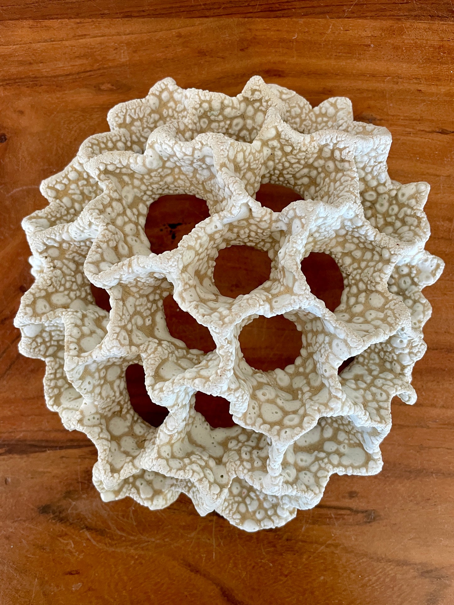 Wall coral 04475