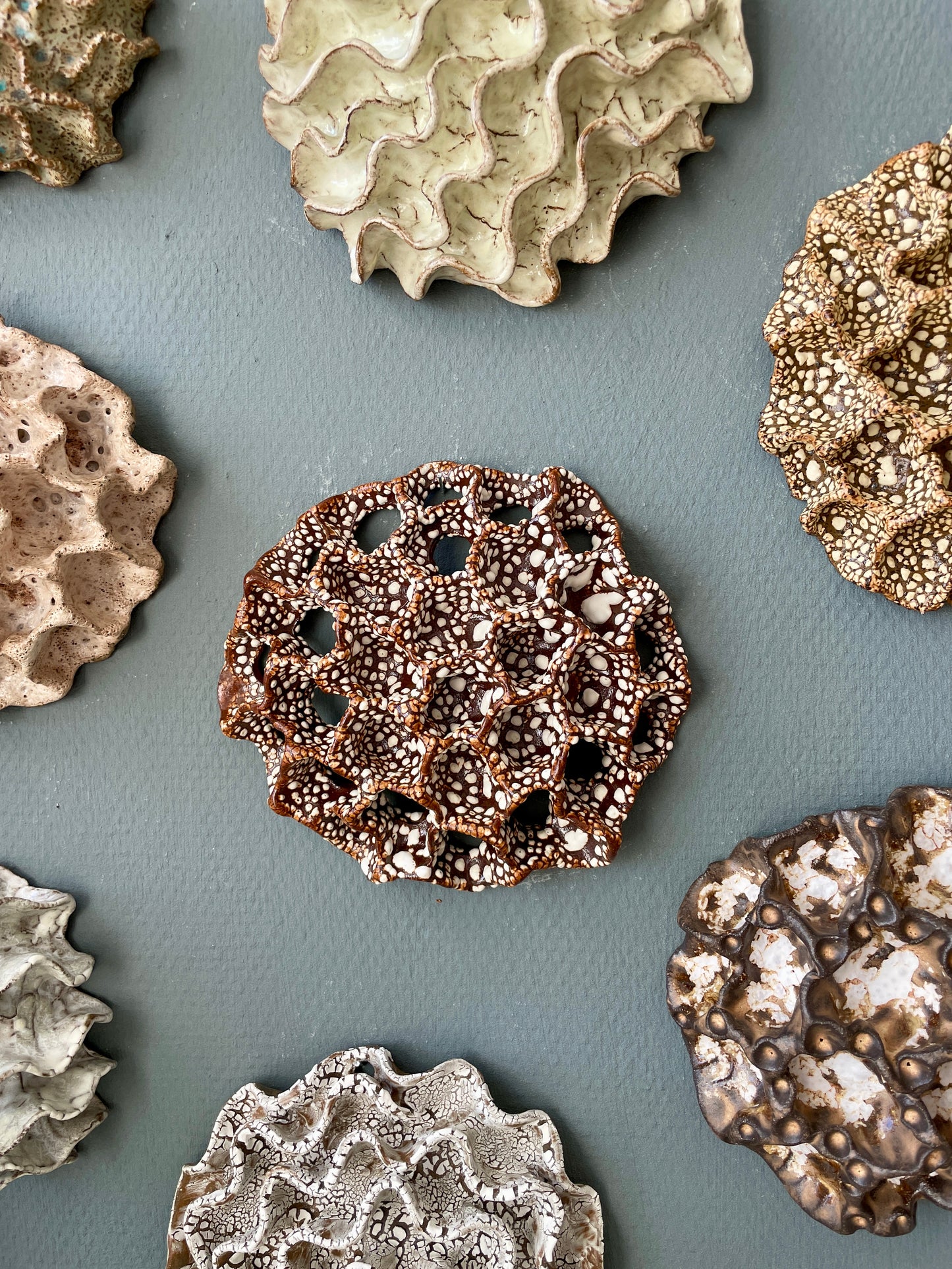 Wall coral 04479
