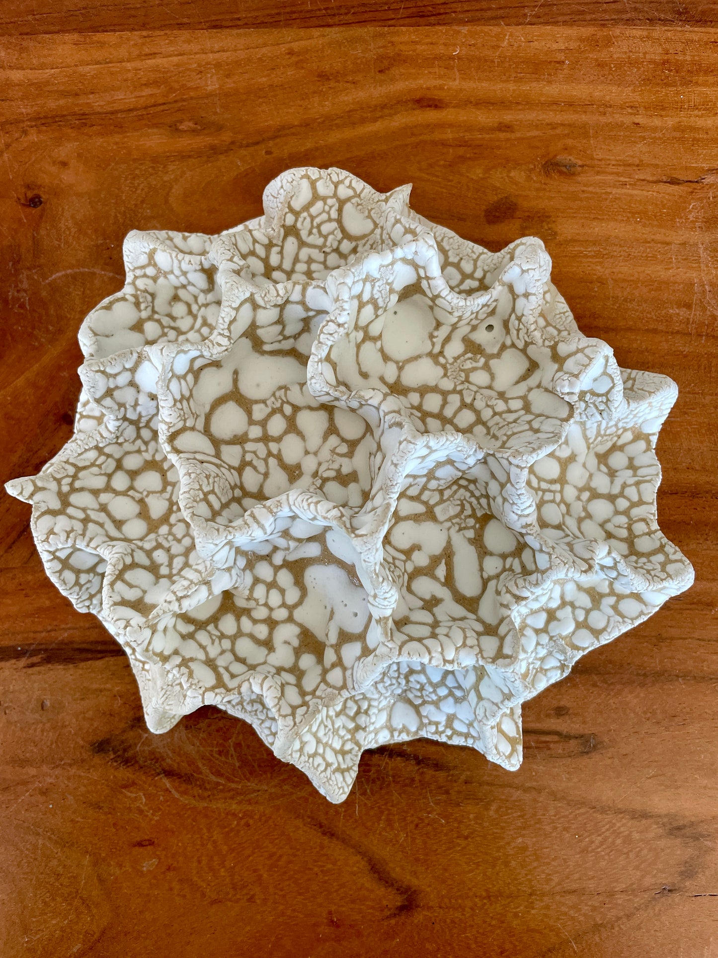 Wall coral 04472