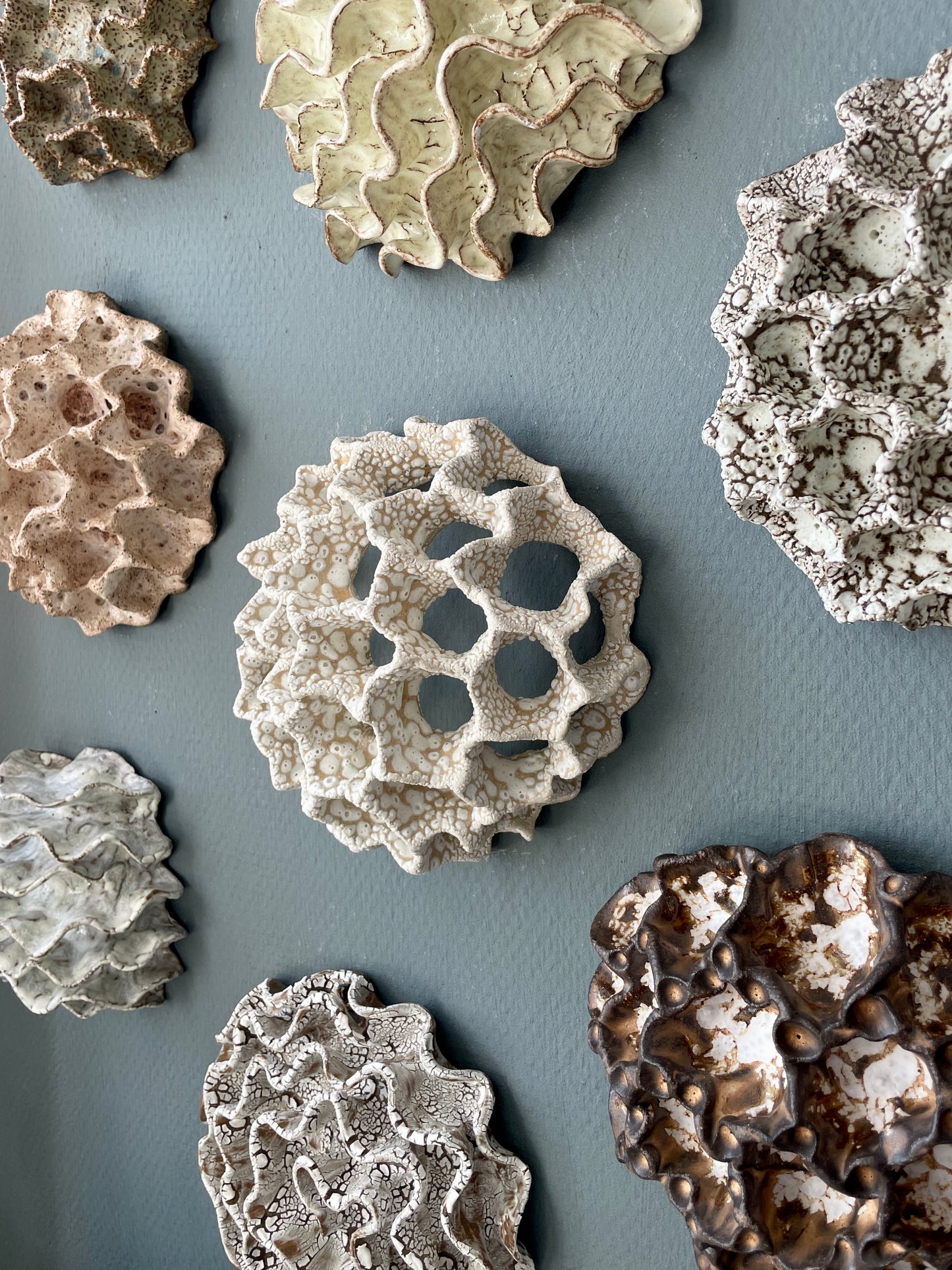 Wall coral 04475