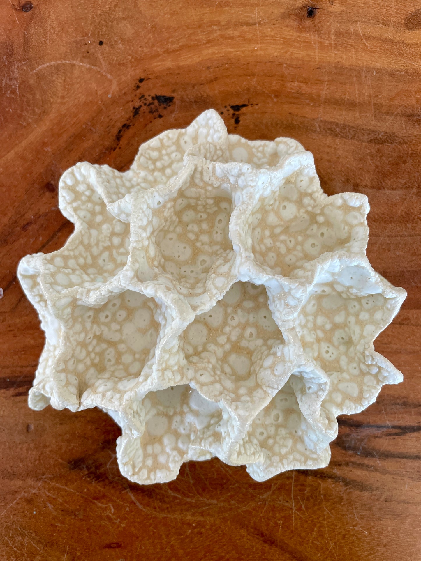 Wall coral 04470