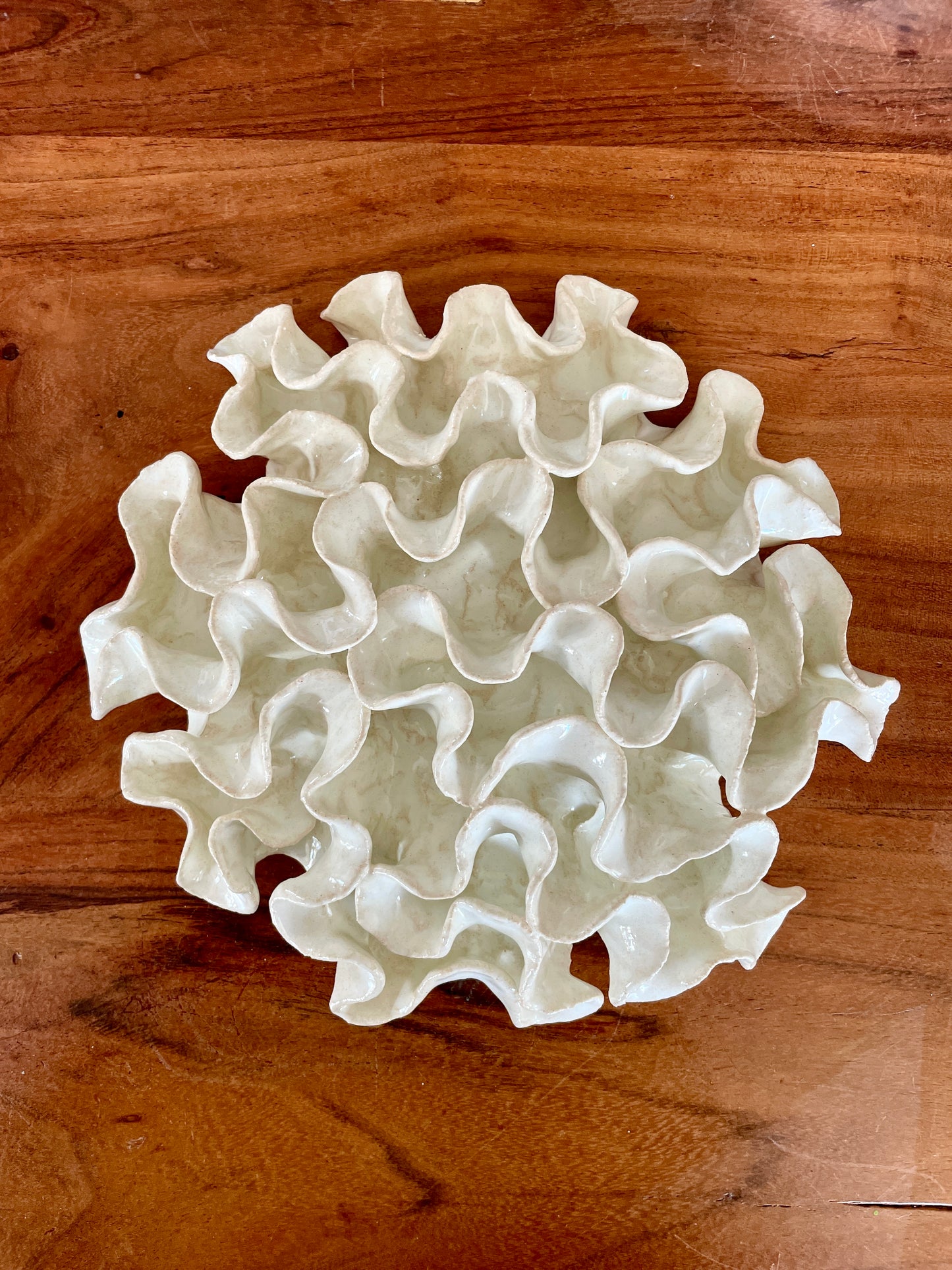 Wall coral 04451