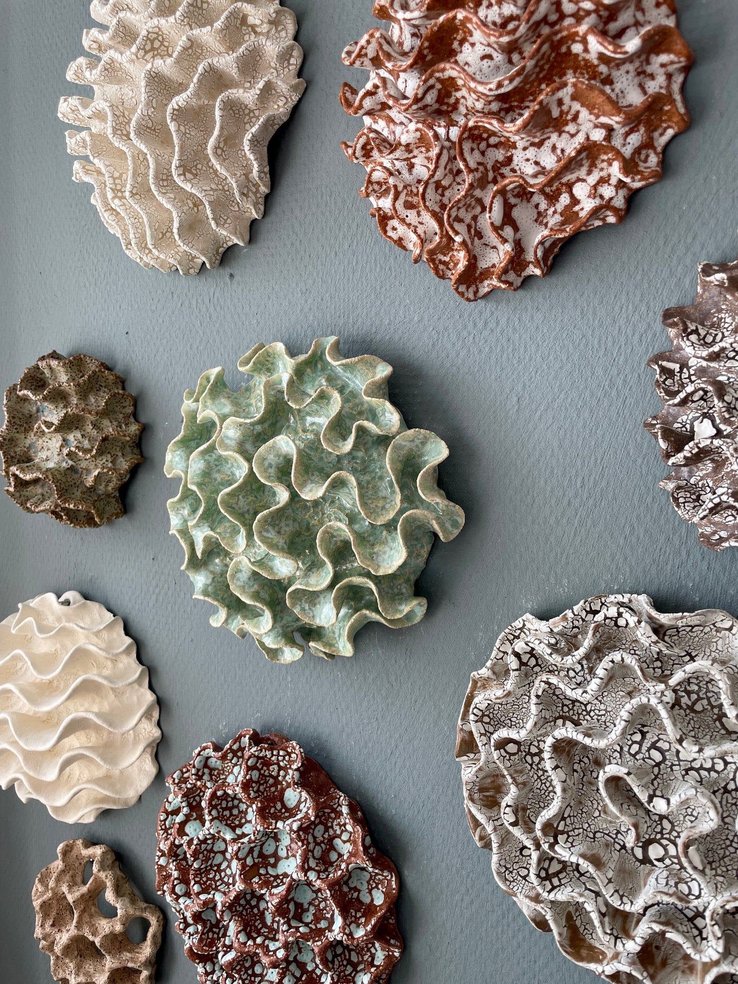 Wall coral 04458