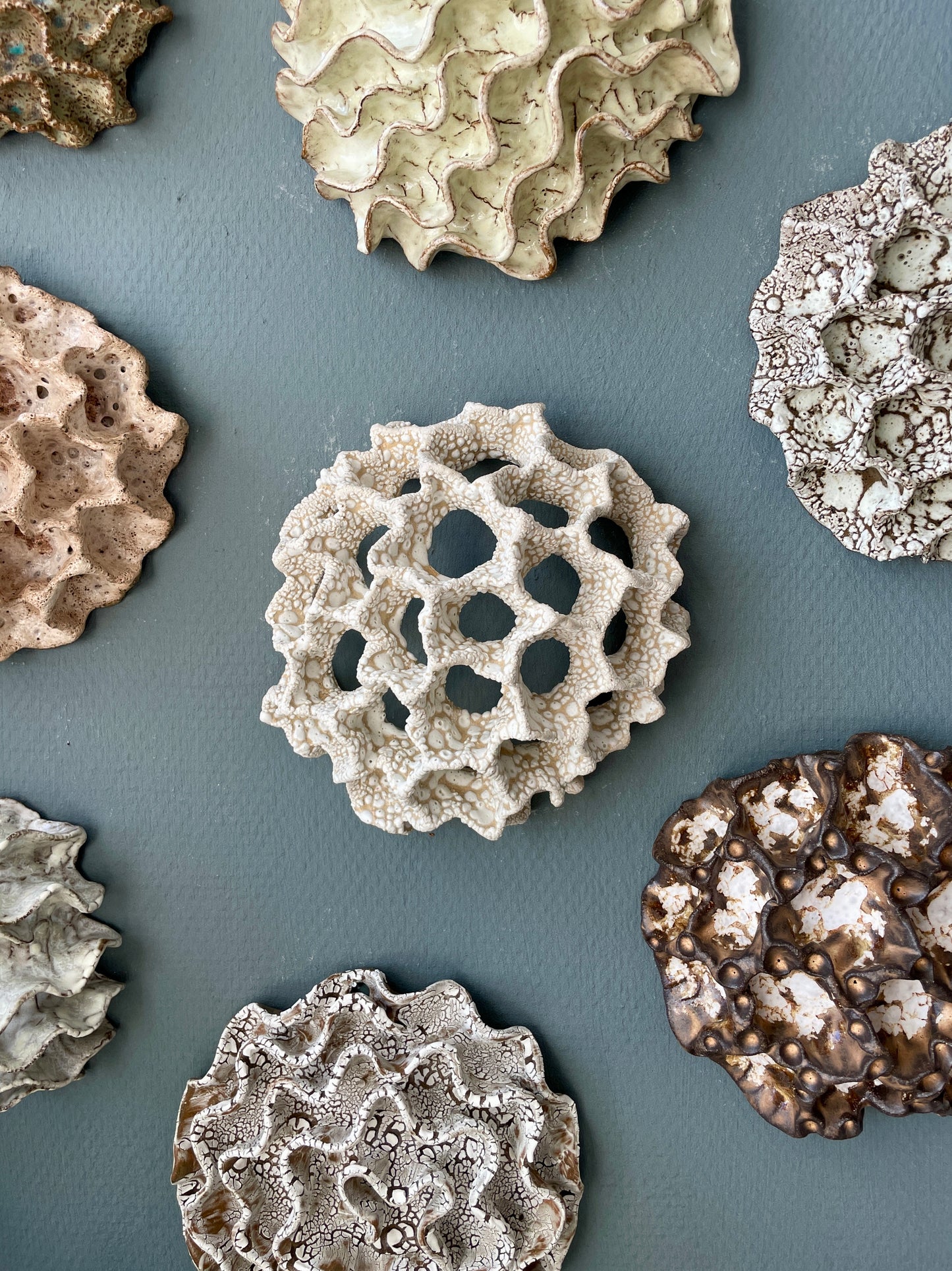 Wall coral 04475