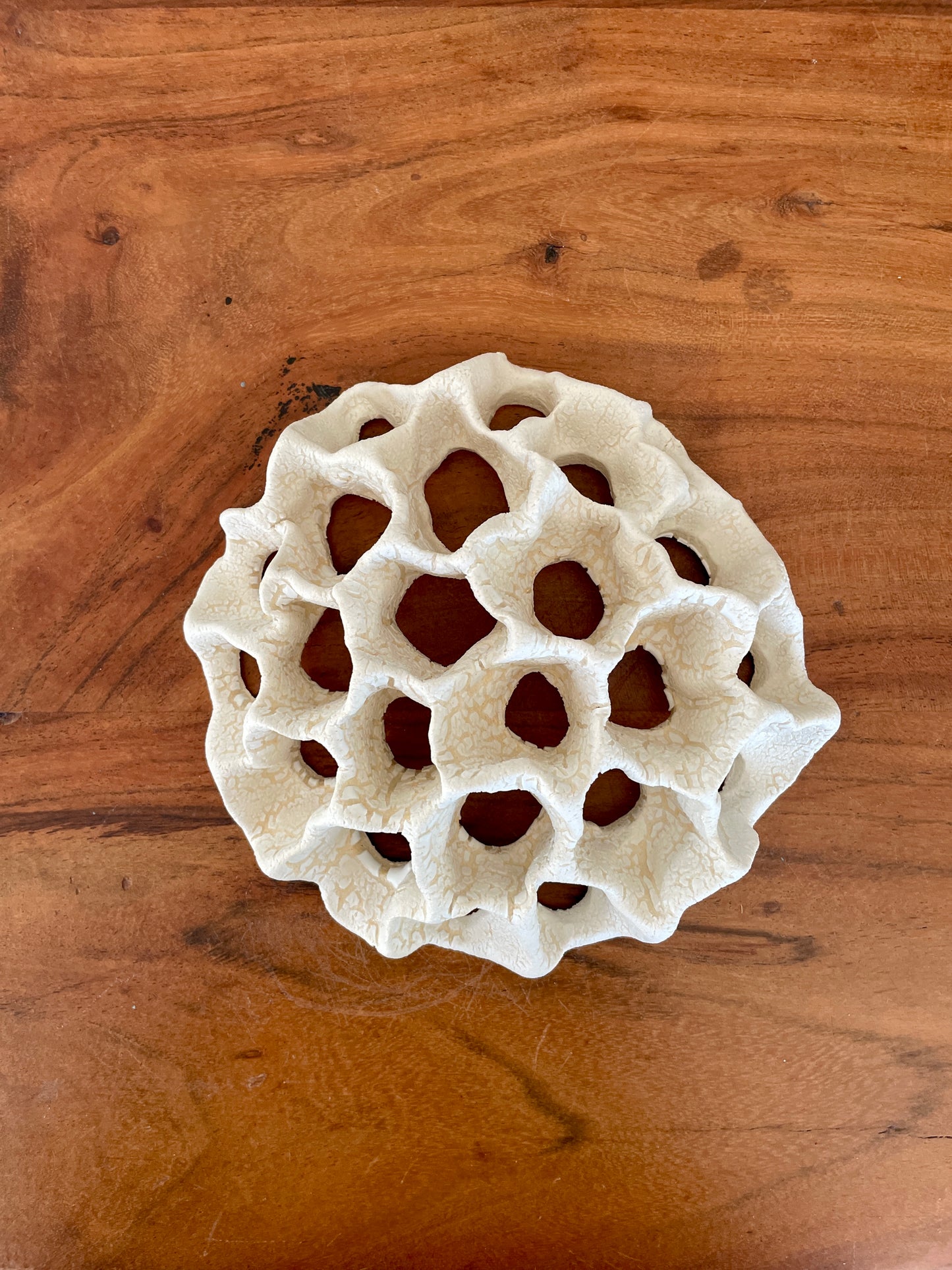 Wall coral 04447