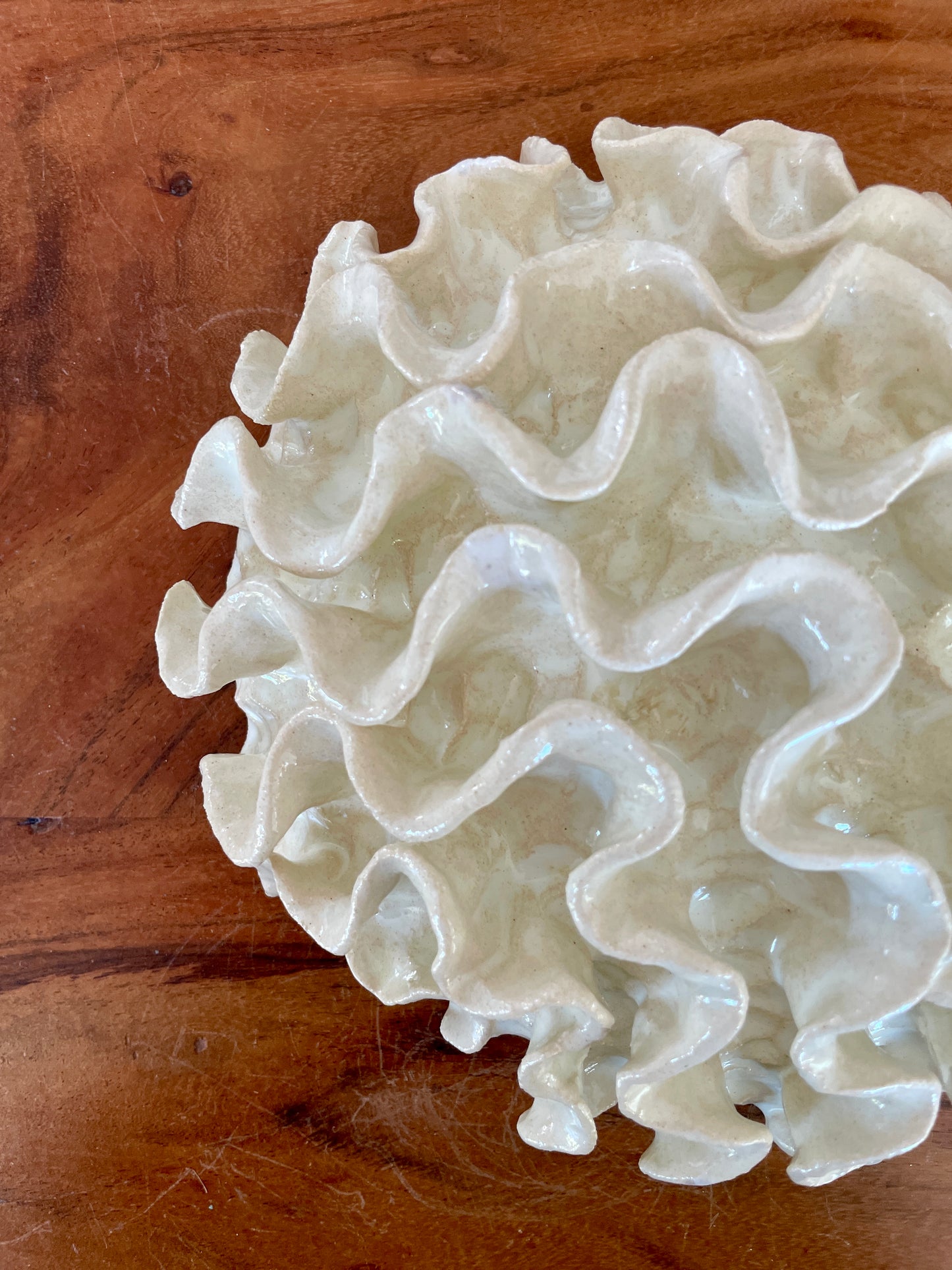 Wall coral 04467