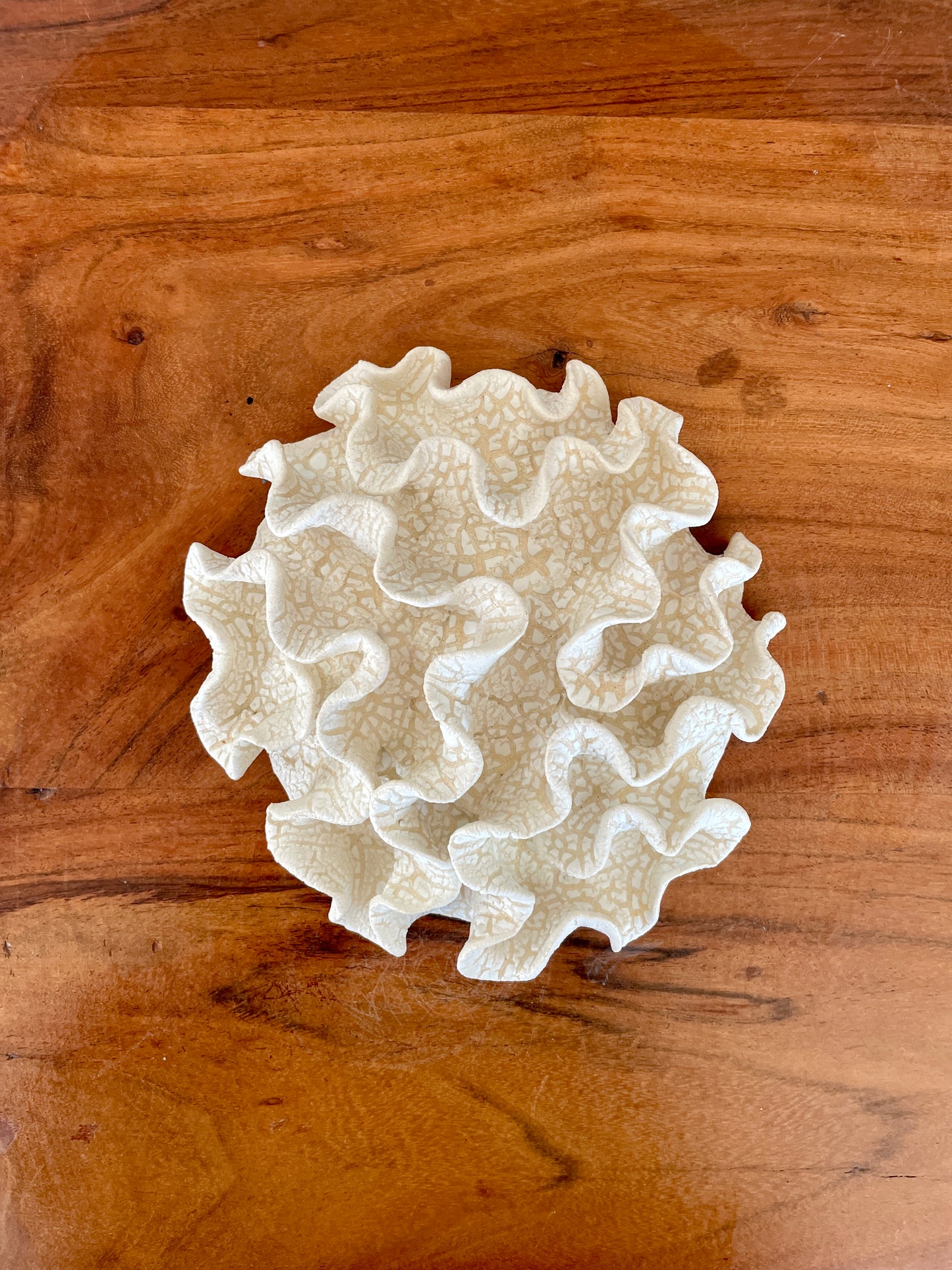 Wall coral 04446