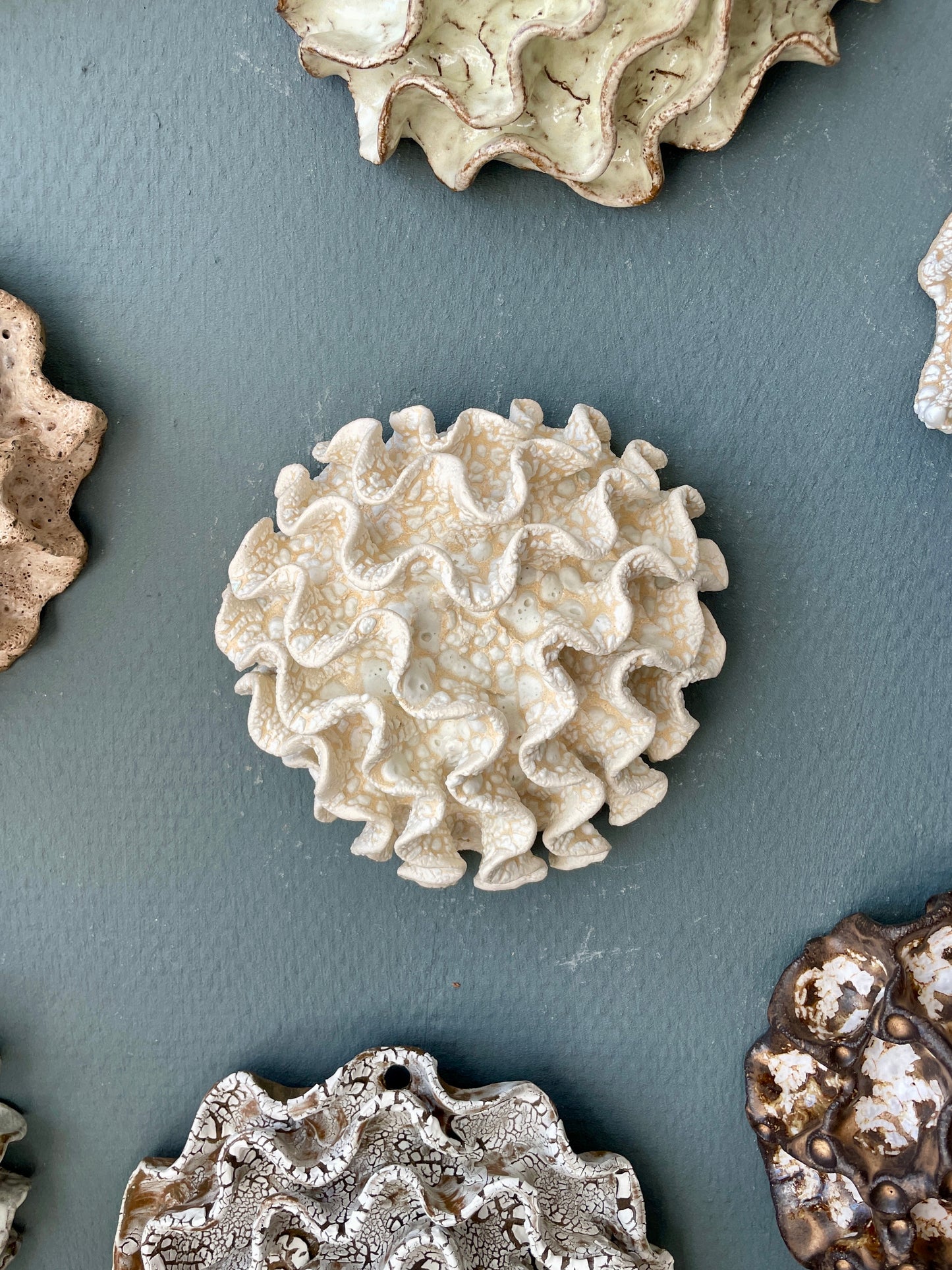 Wall coral 04466