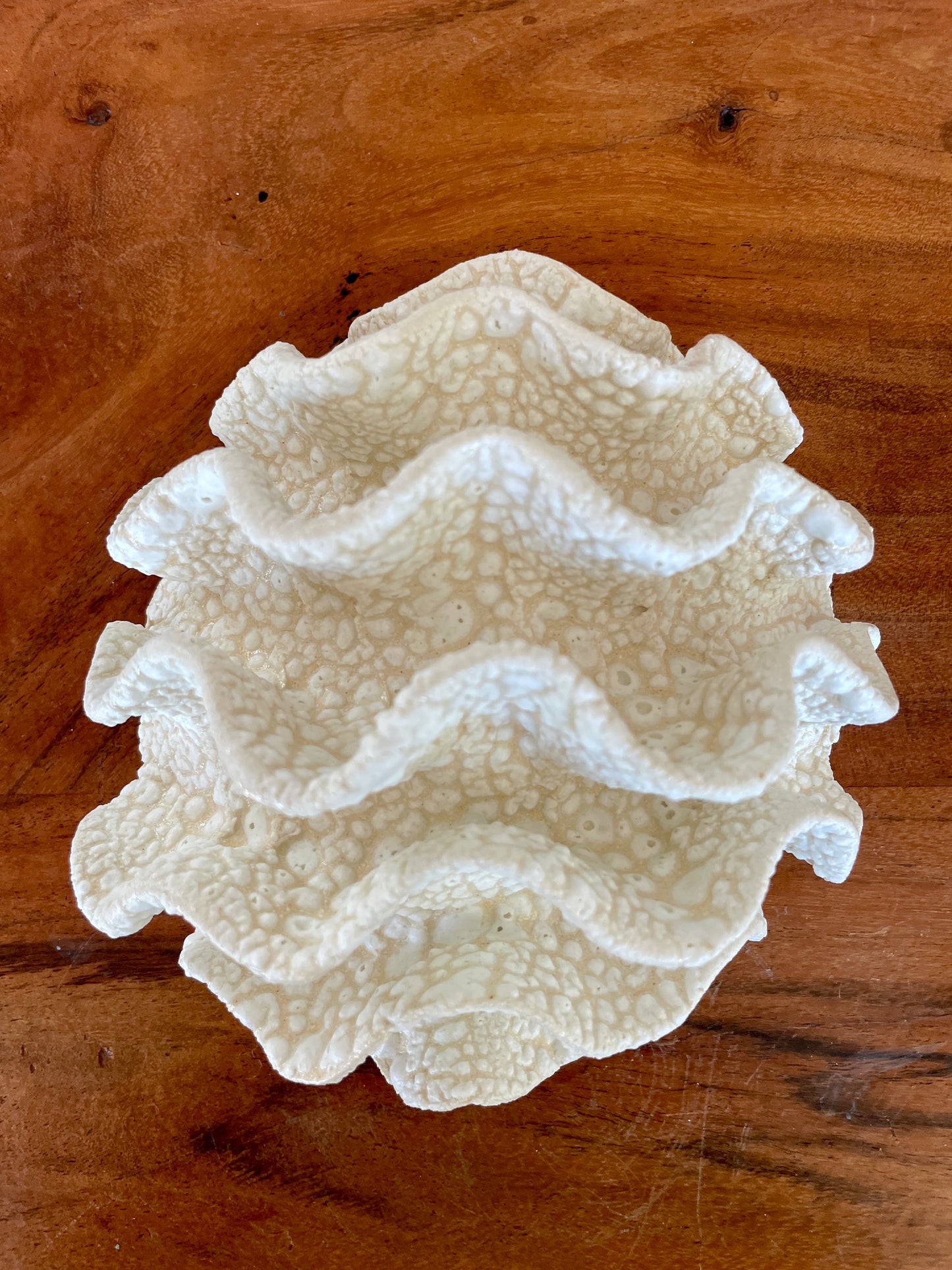 Wall coral 04471