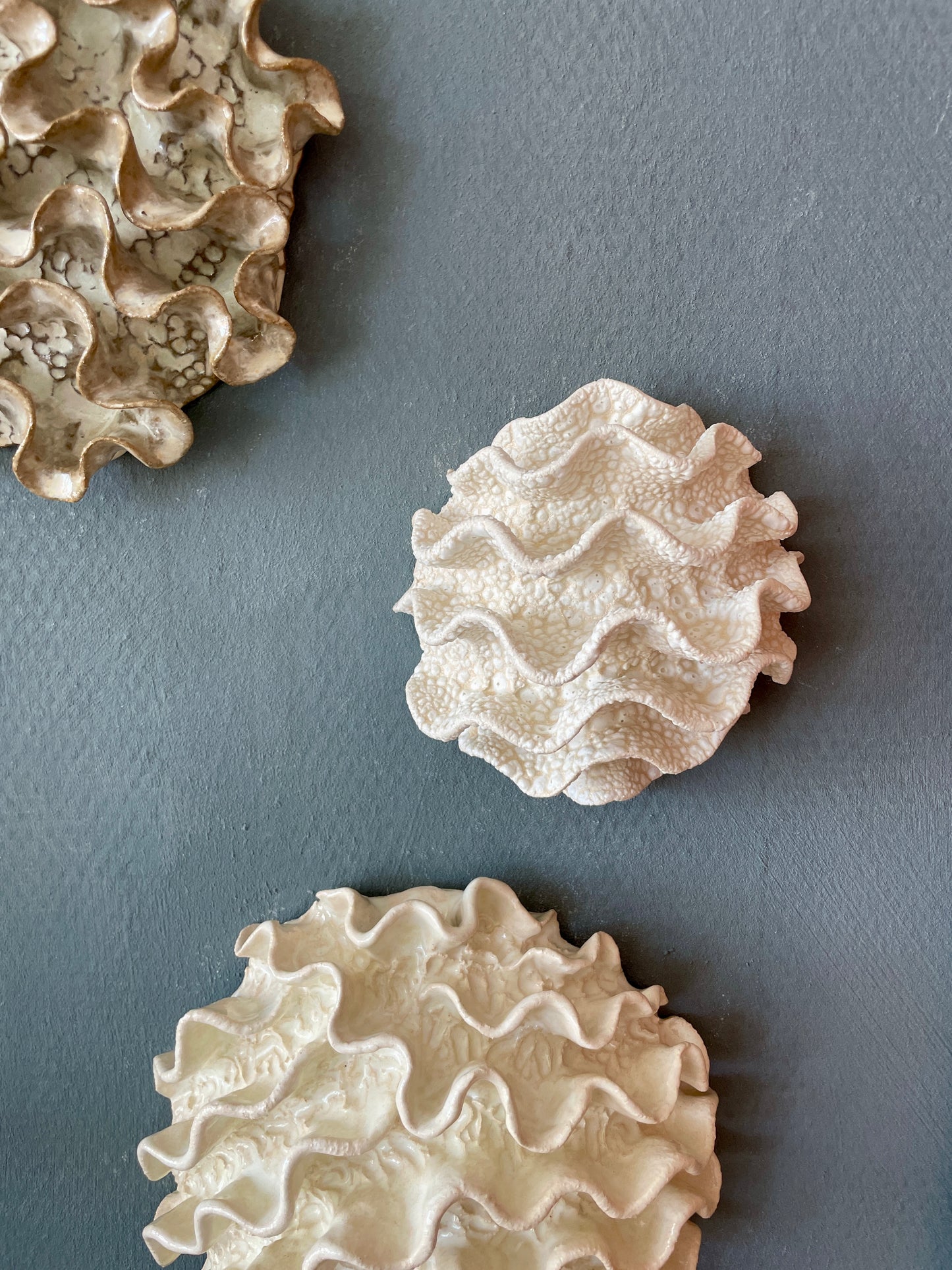 Wall coral 04471