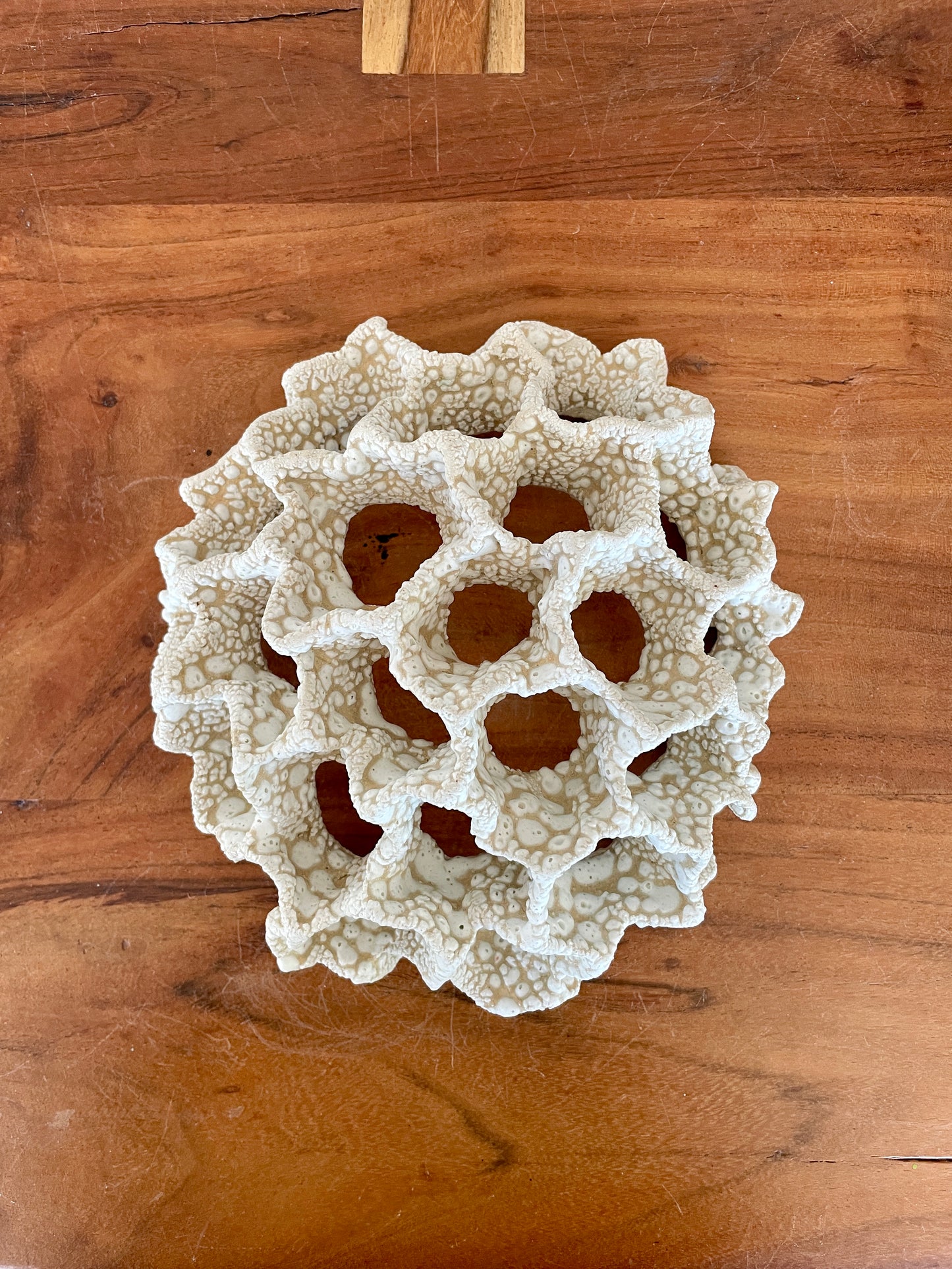 Wall coral 04475