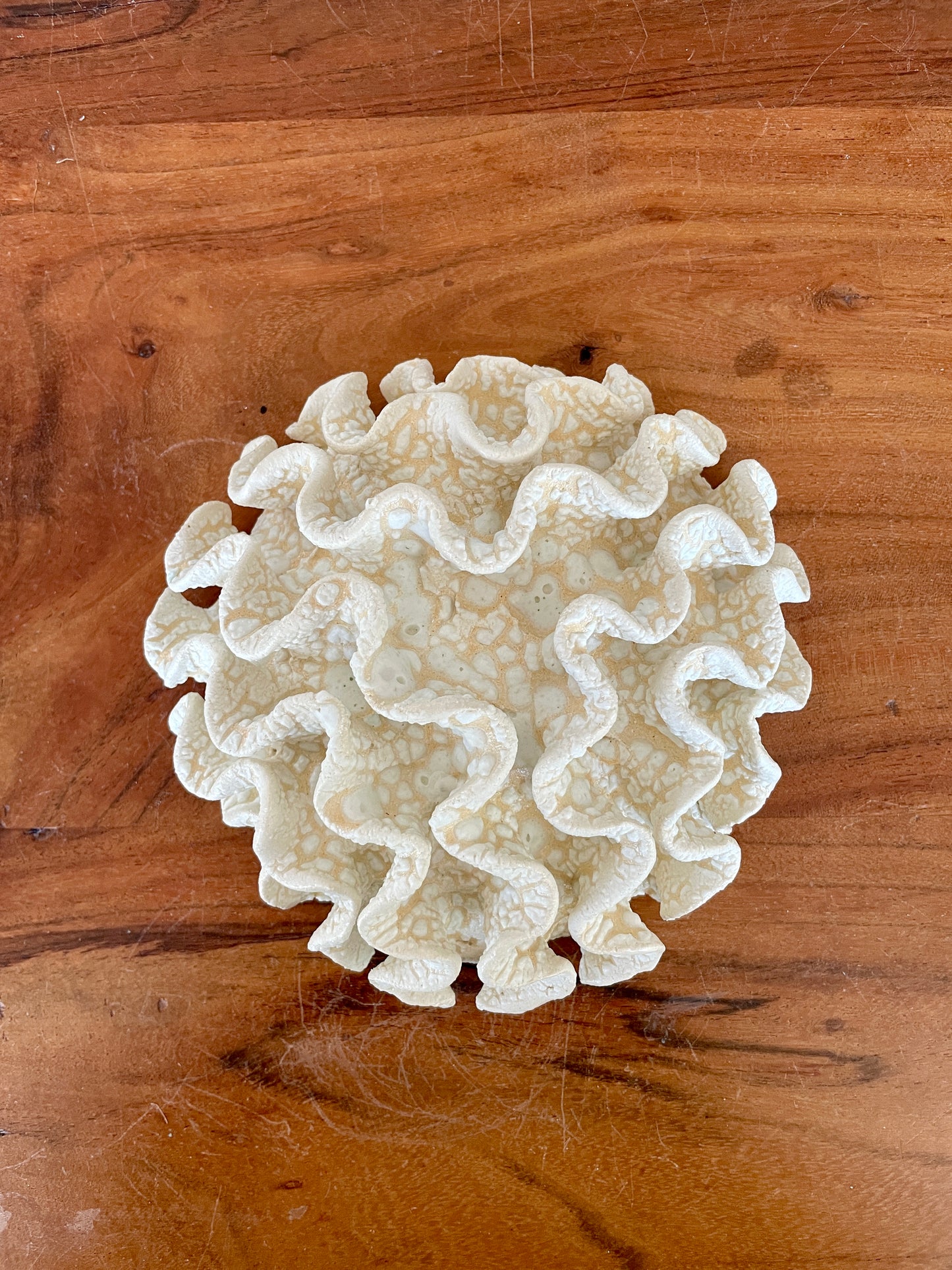 Wall coral 04466