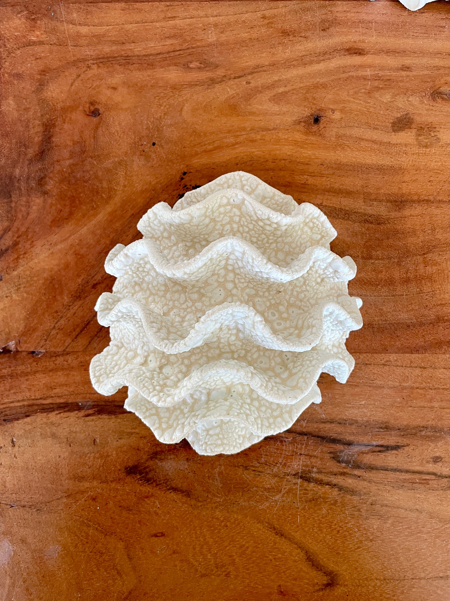 Wall coral 04471