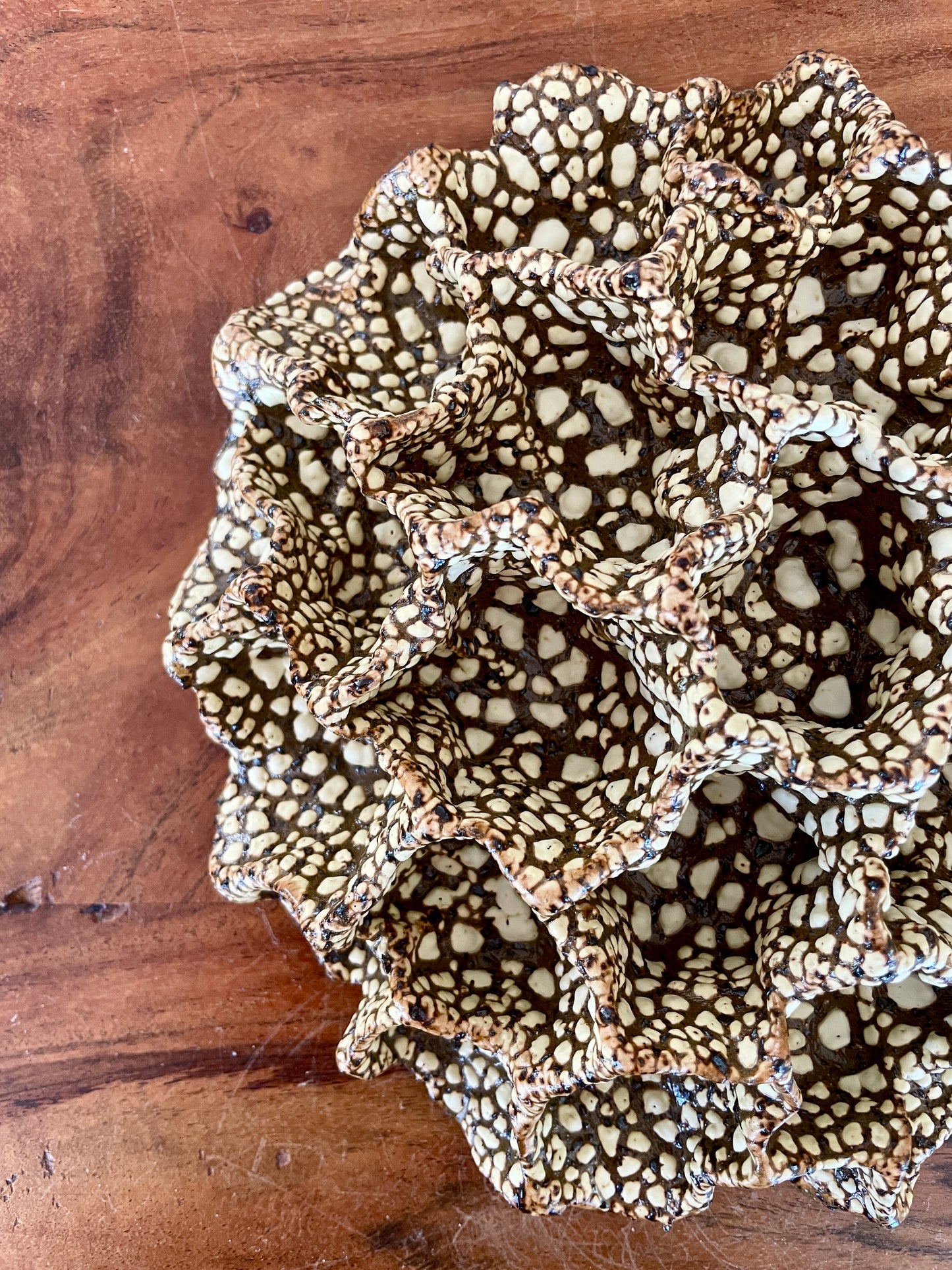 Wall coral 04489