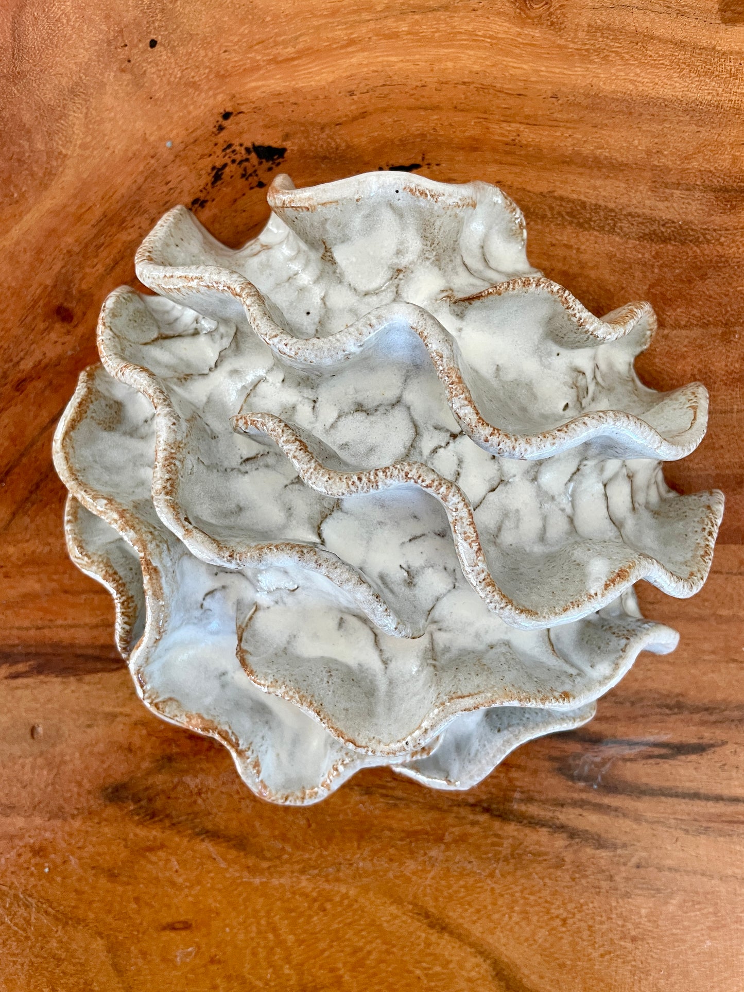 Wall coral 04449