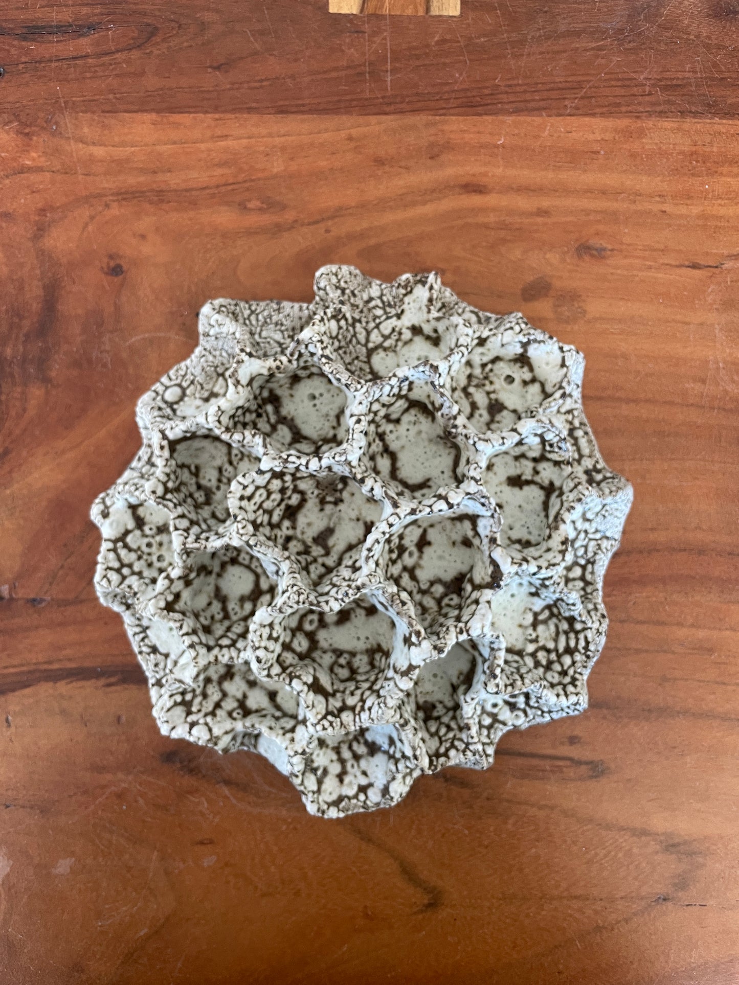 Wall coral 04474