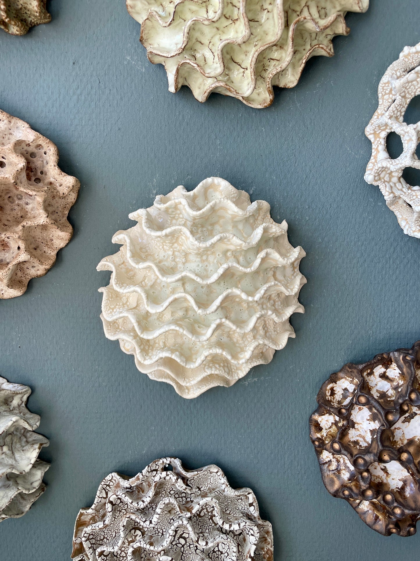Wall coral 04465