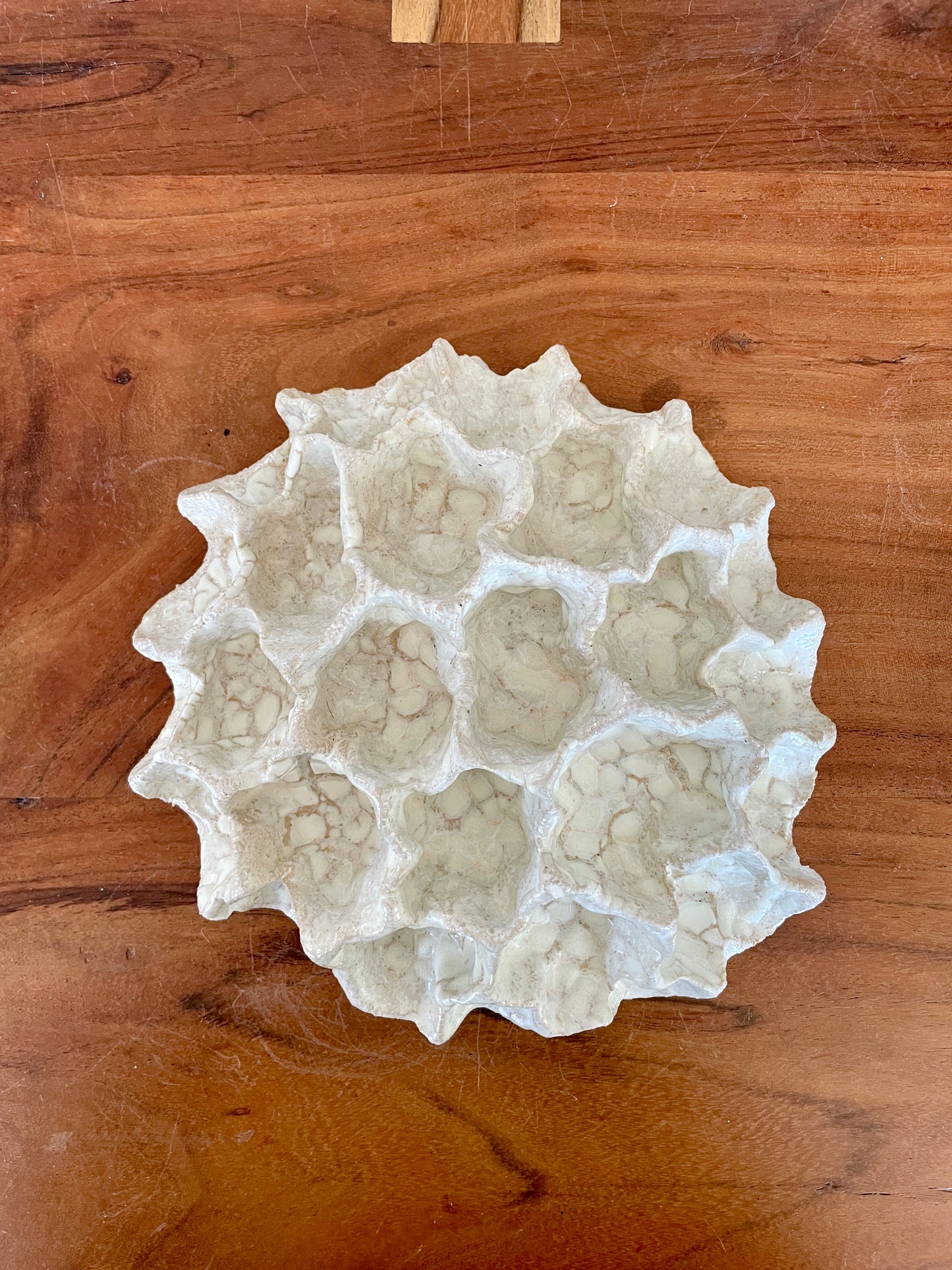 Wall coral 04473
