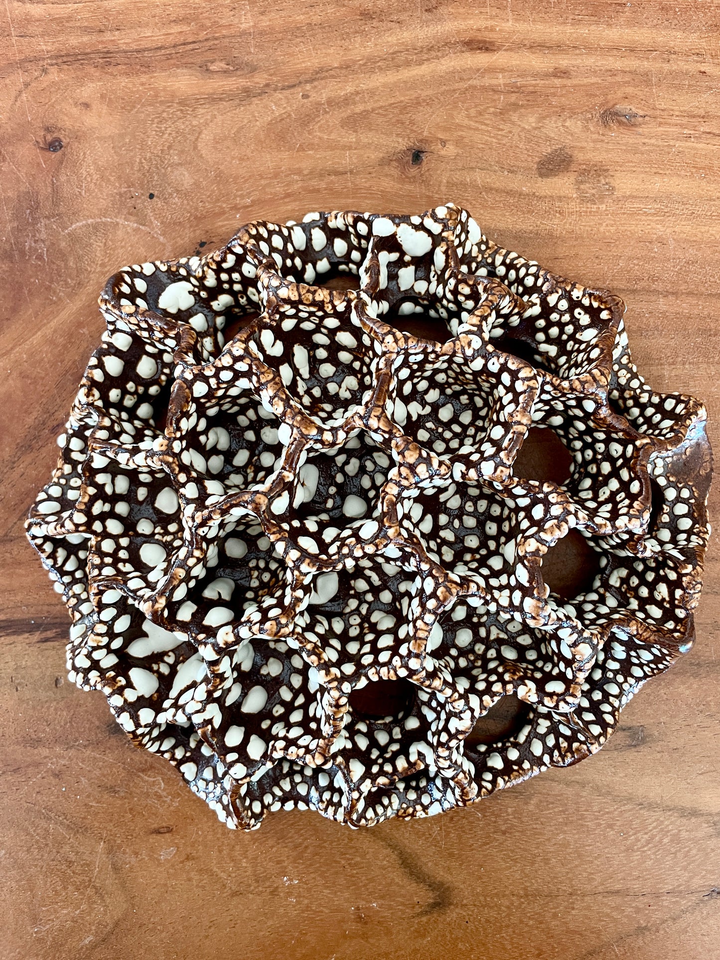 Wall coral 04479