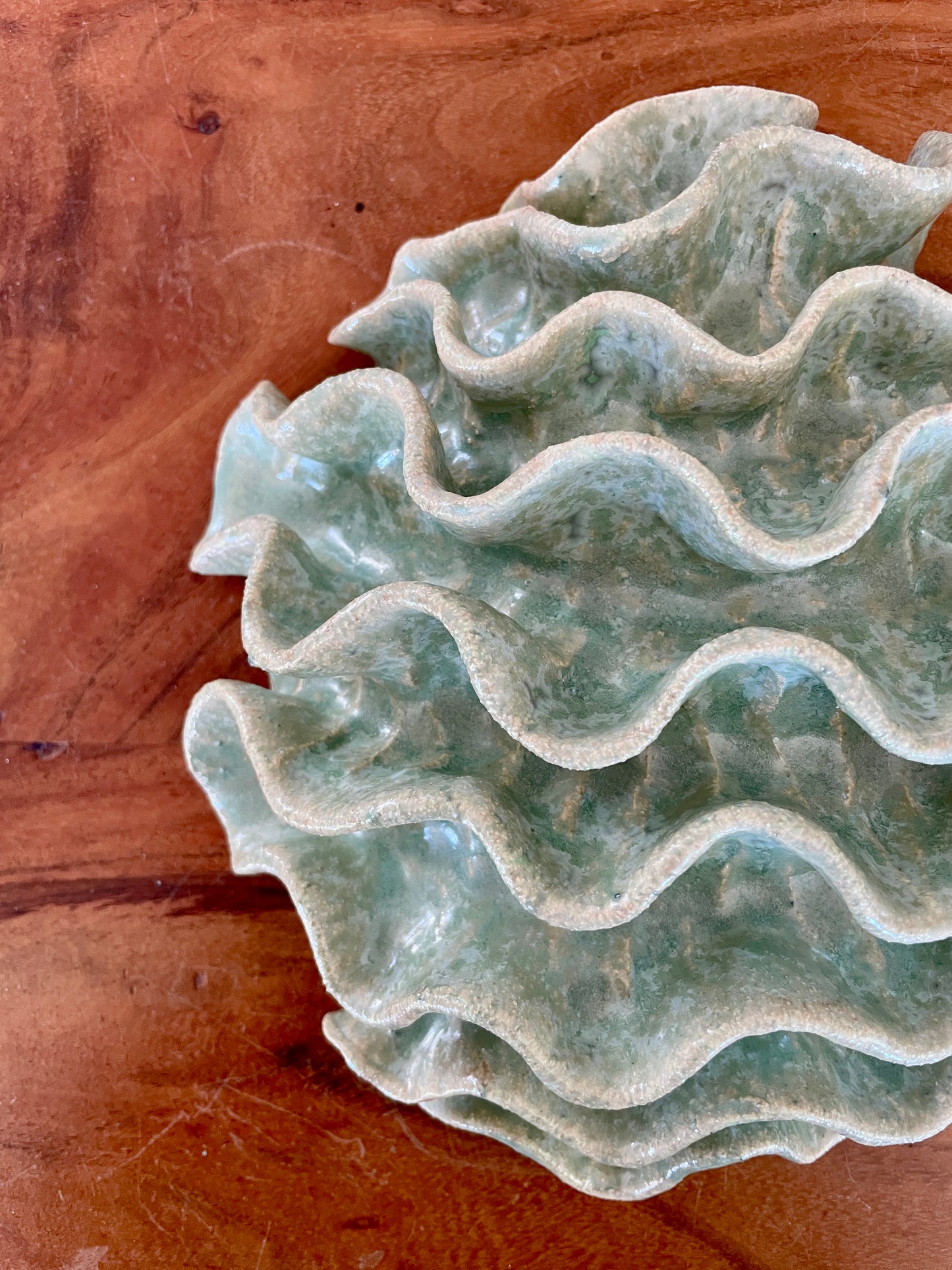 Wall coral 04477