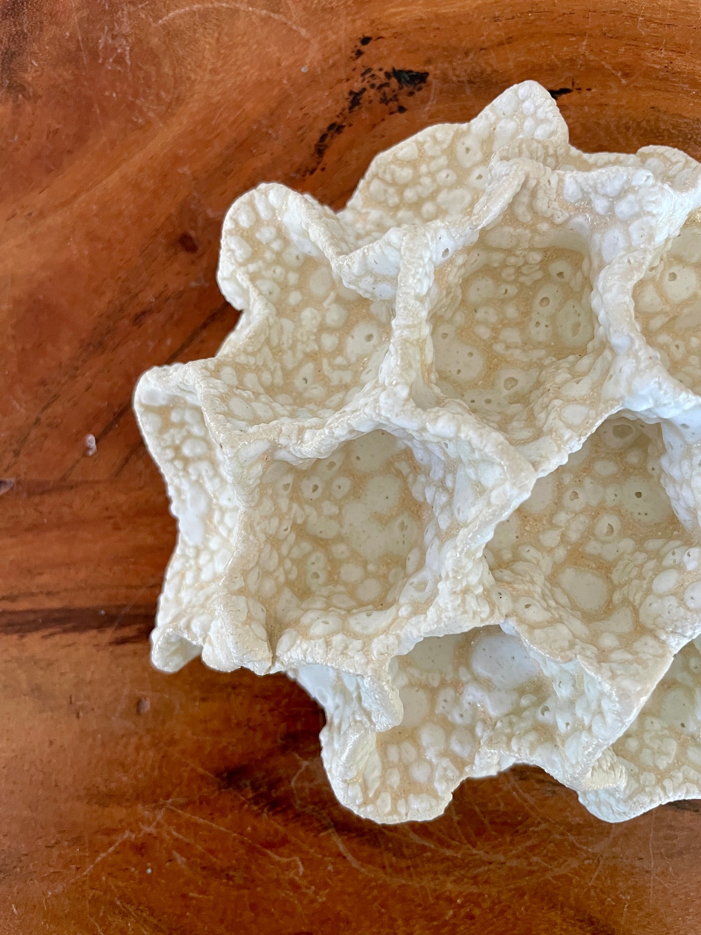 Wall coral 04470