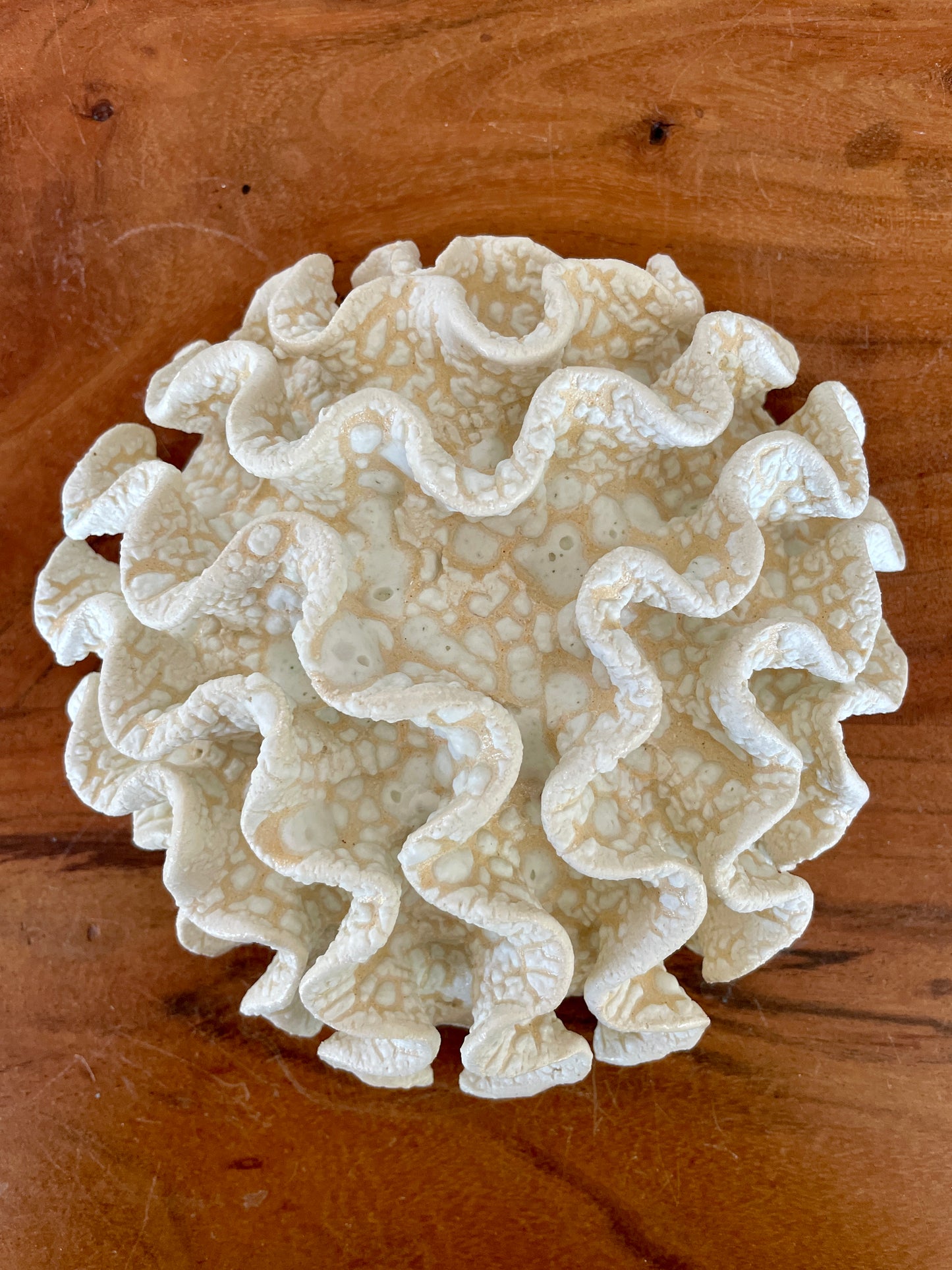 Wall coral 04466