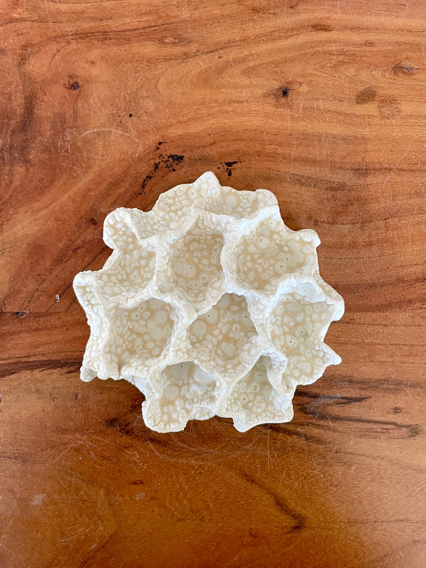 Wall coral 04470