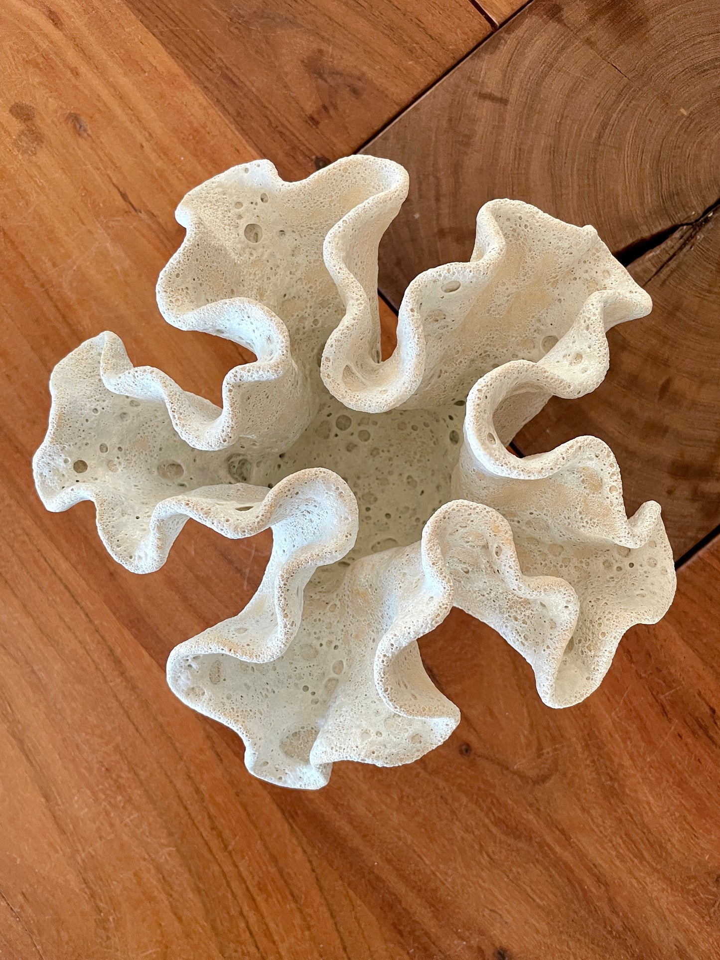 Soft coral 0203