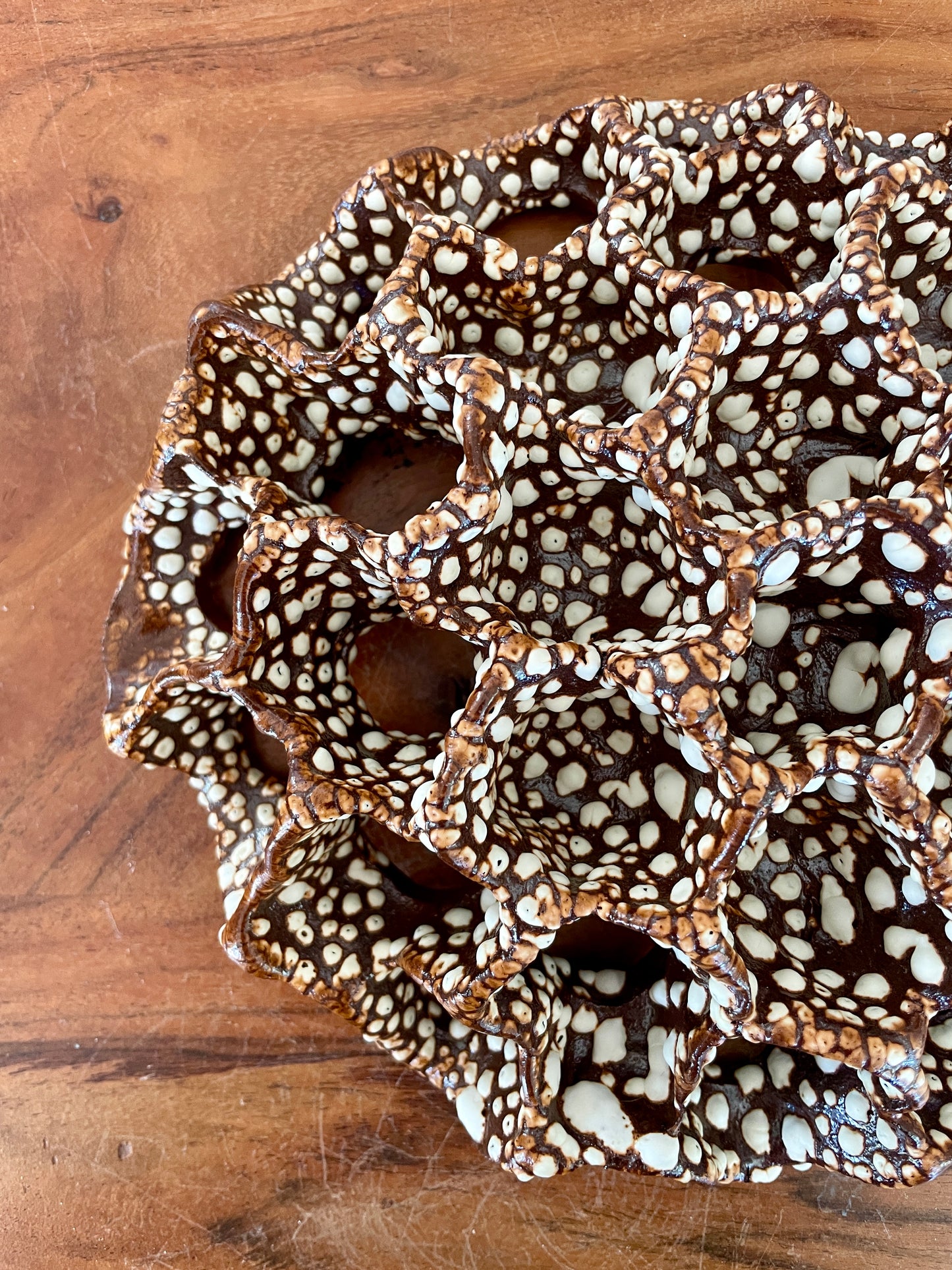 Wall coral 04479