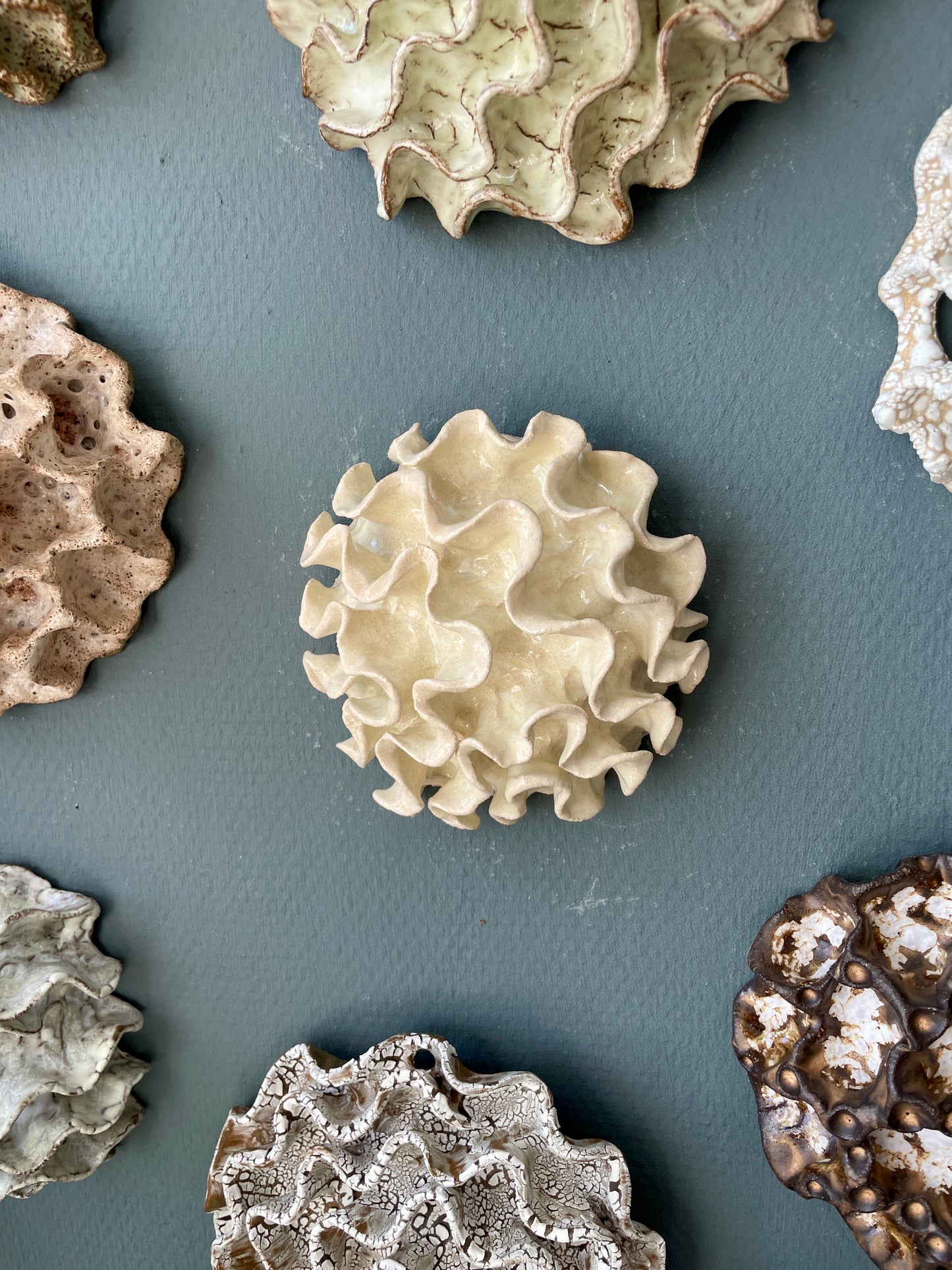 Wall coral 04469