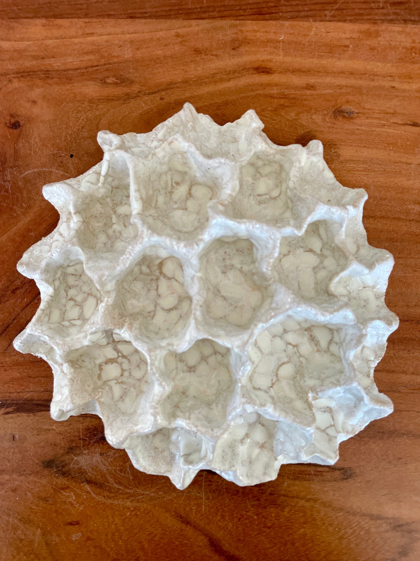 Wall coral 04473