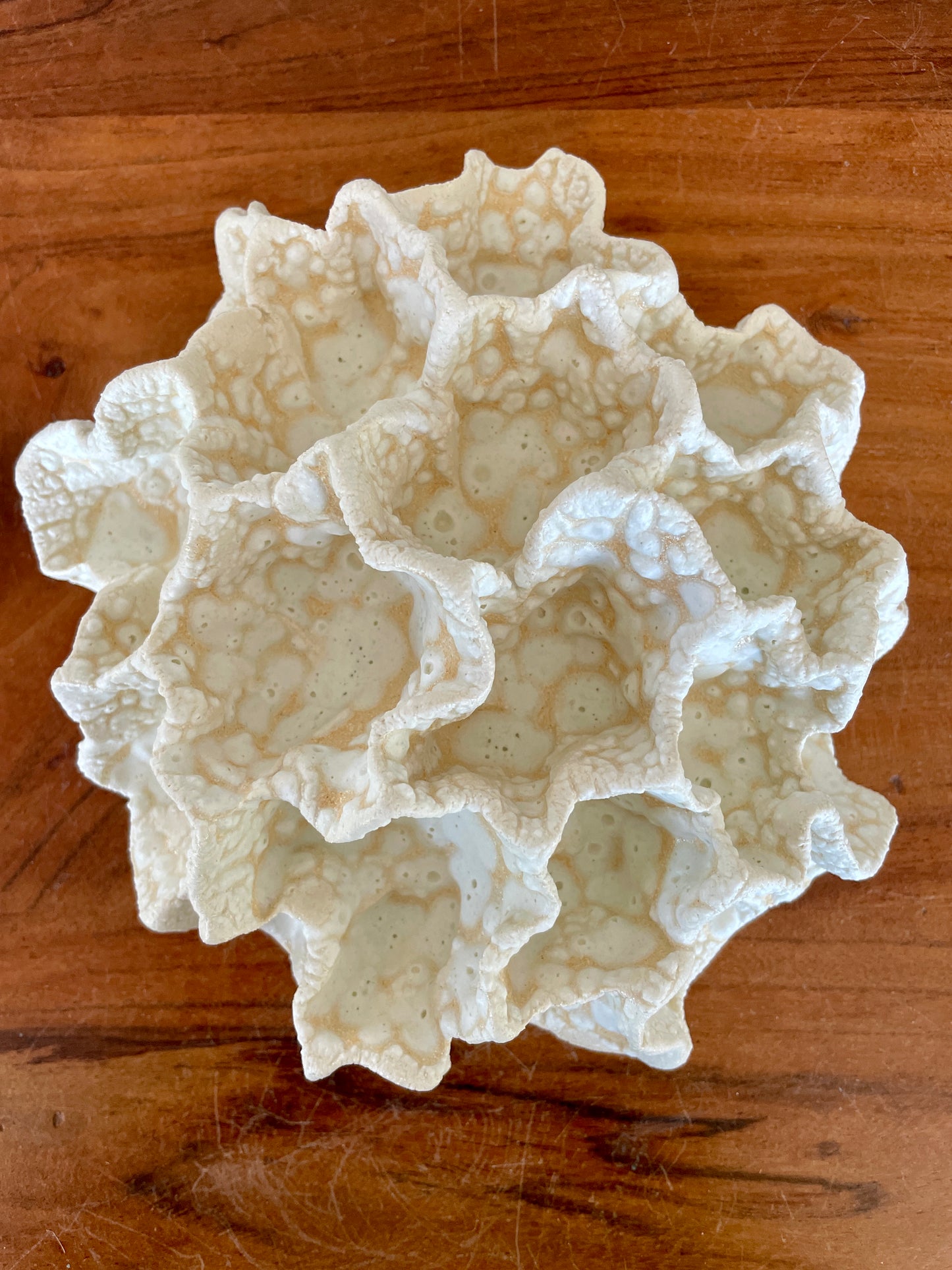 Wall coral 04468