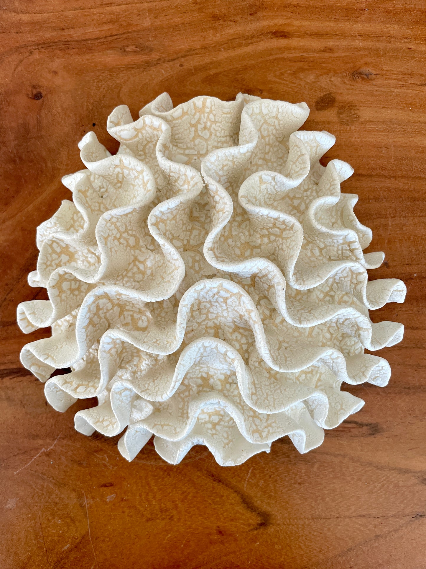 Wall coral 04443