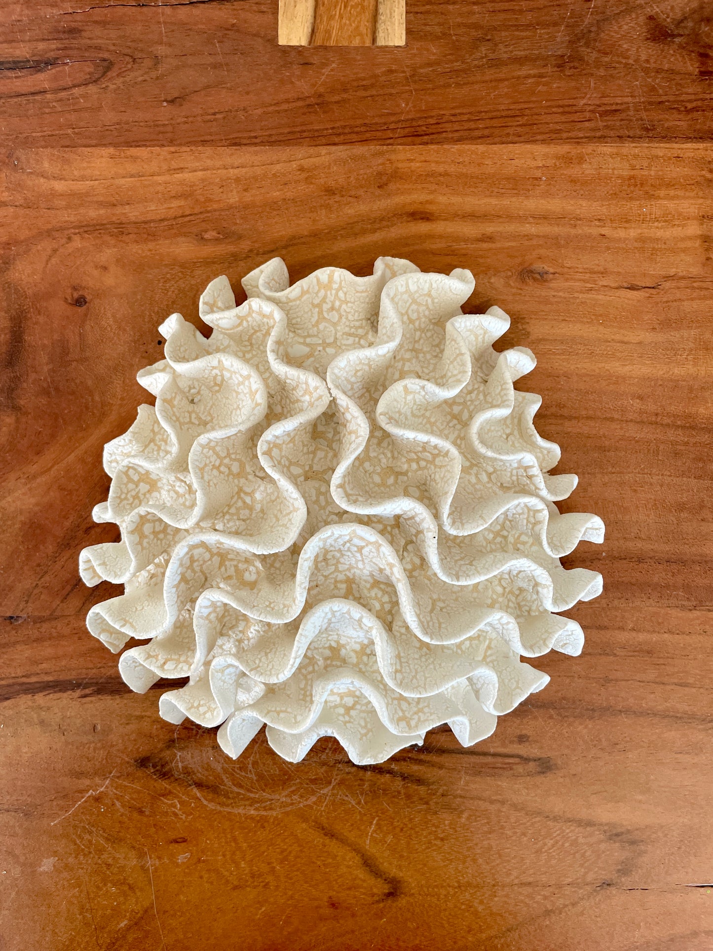 Wall coral 04443