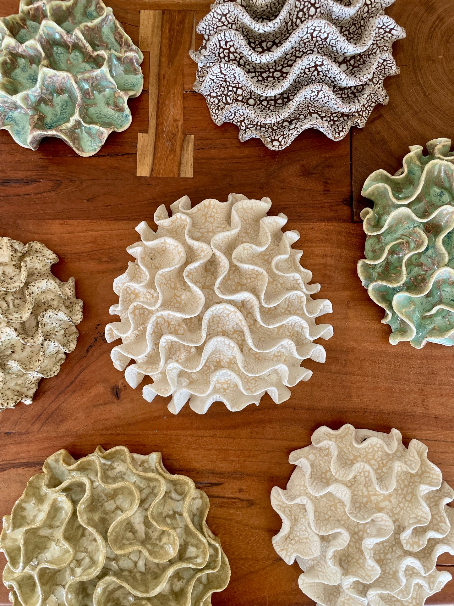 Wall coral 04443