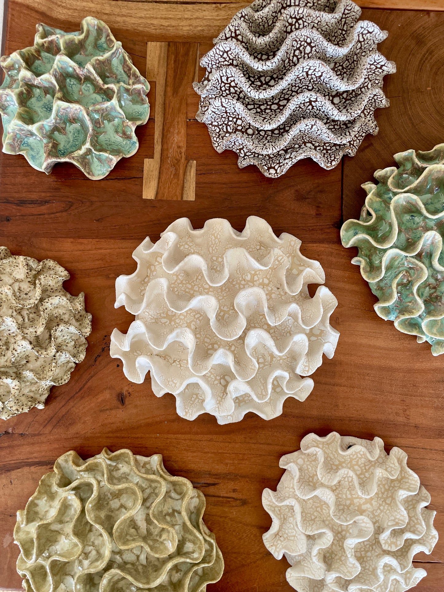 Wall coral 04444
