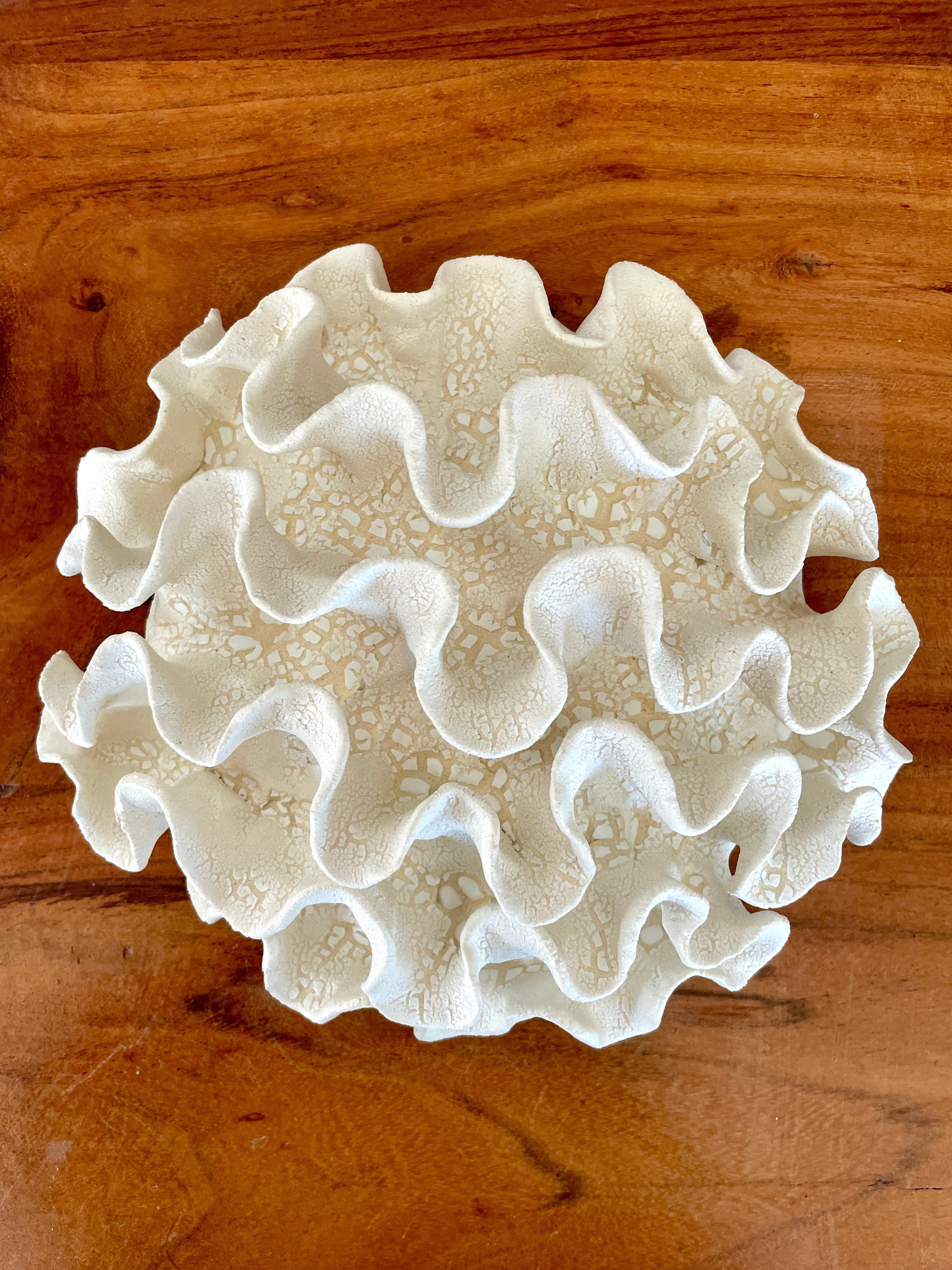 Wall coral 04444
