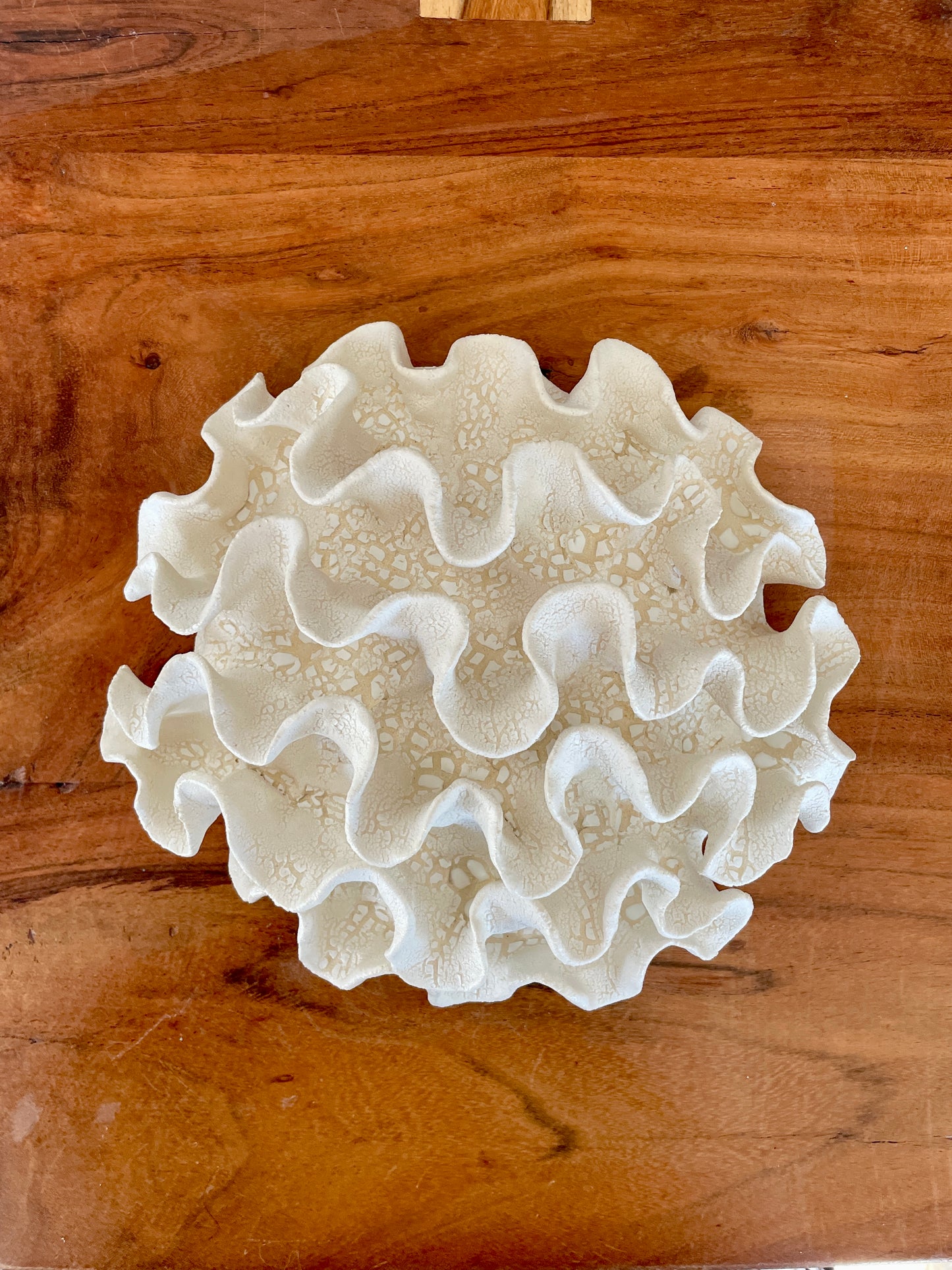 Wall coral 04444