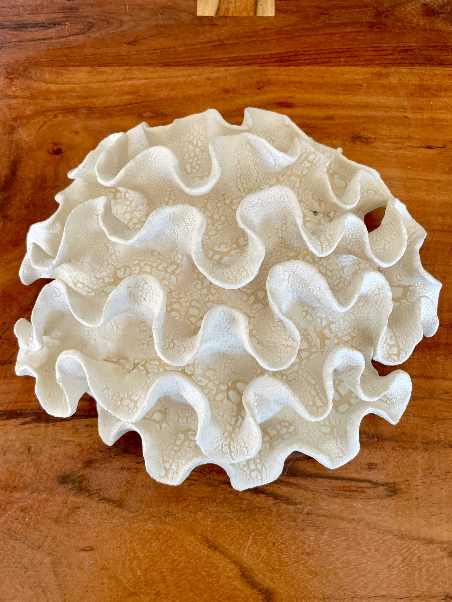 Wall coral 04444