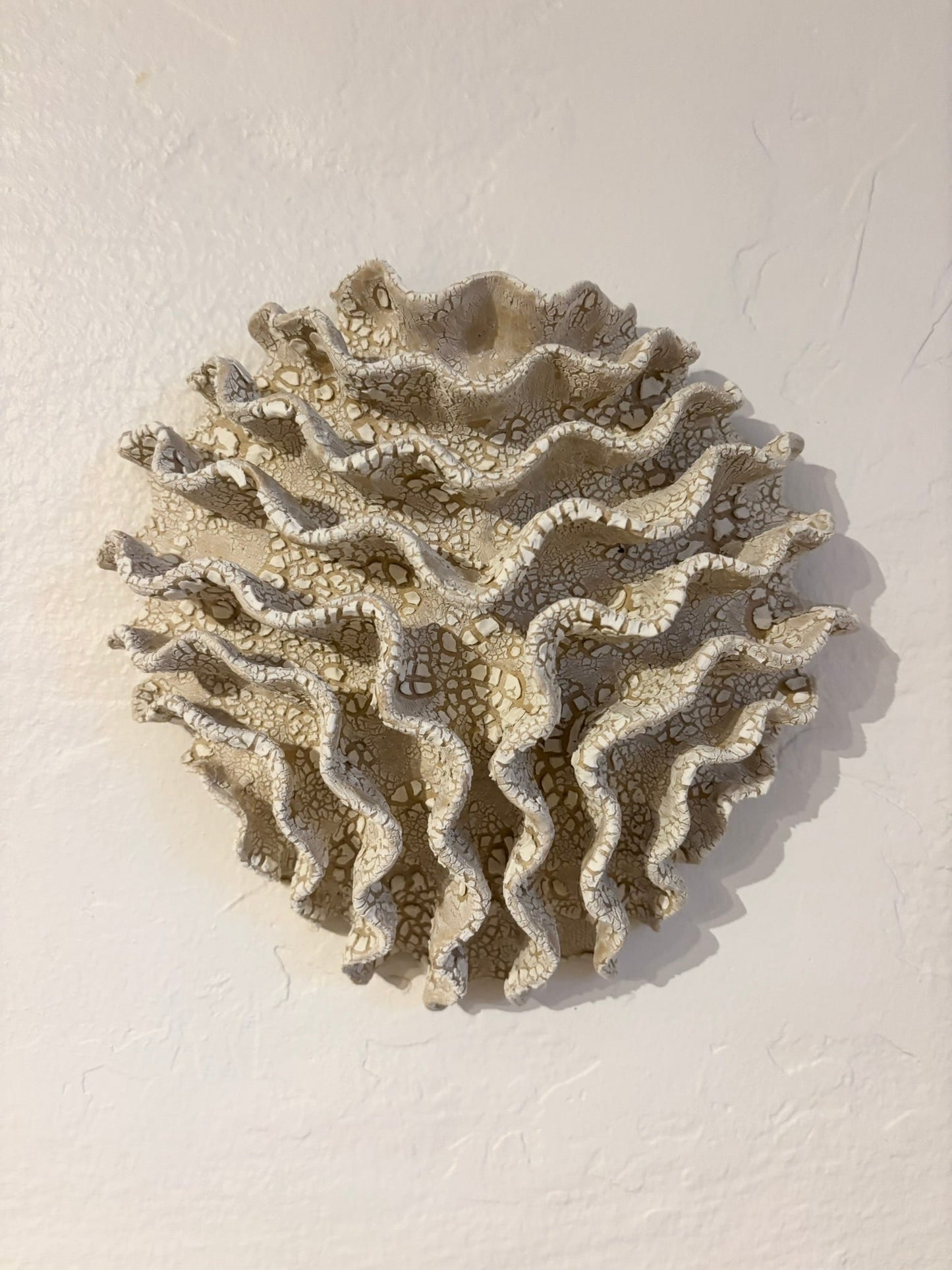Wall coral no 04284