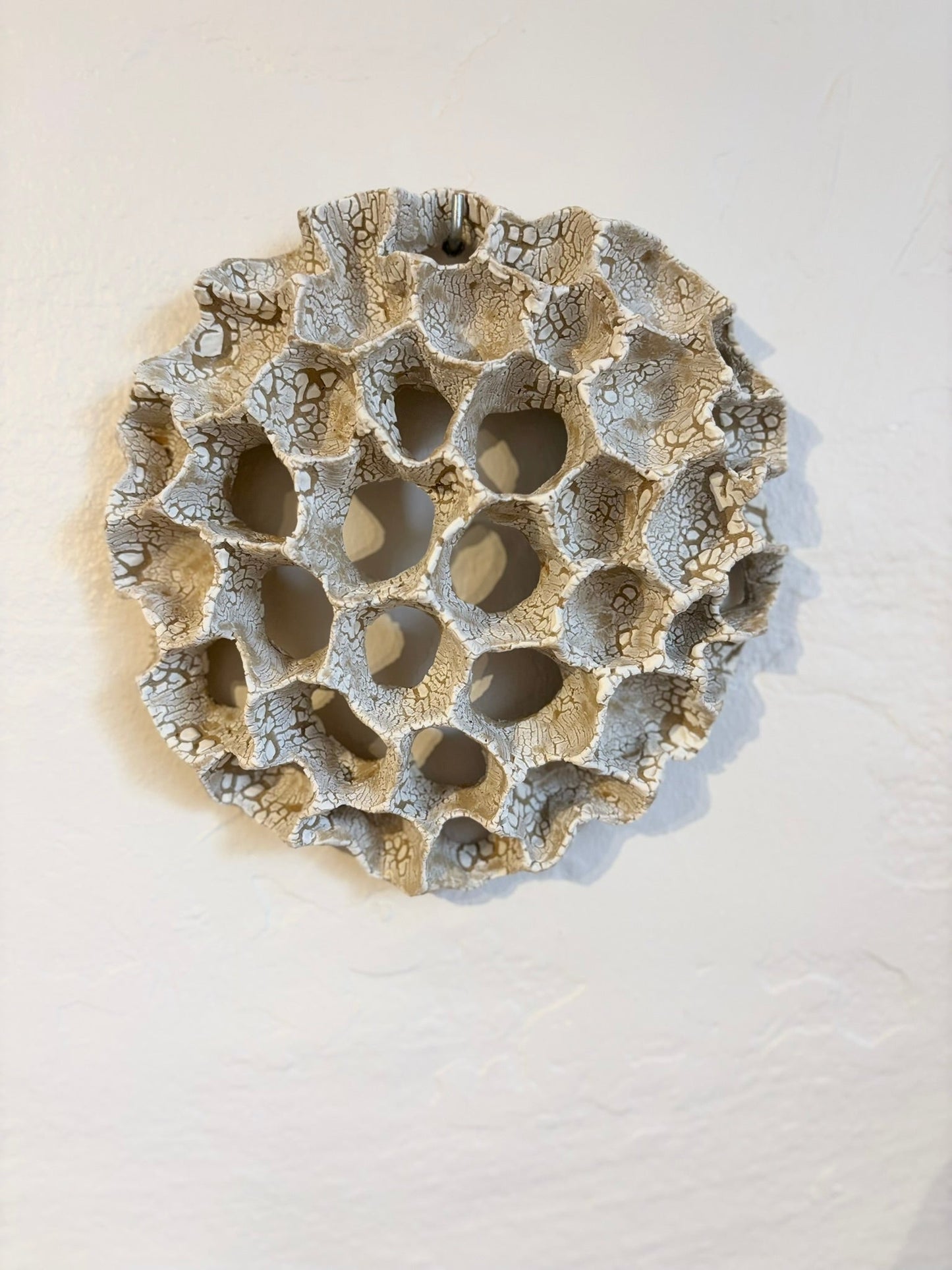 Wall coral no 04281