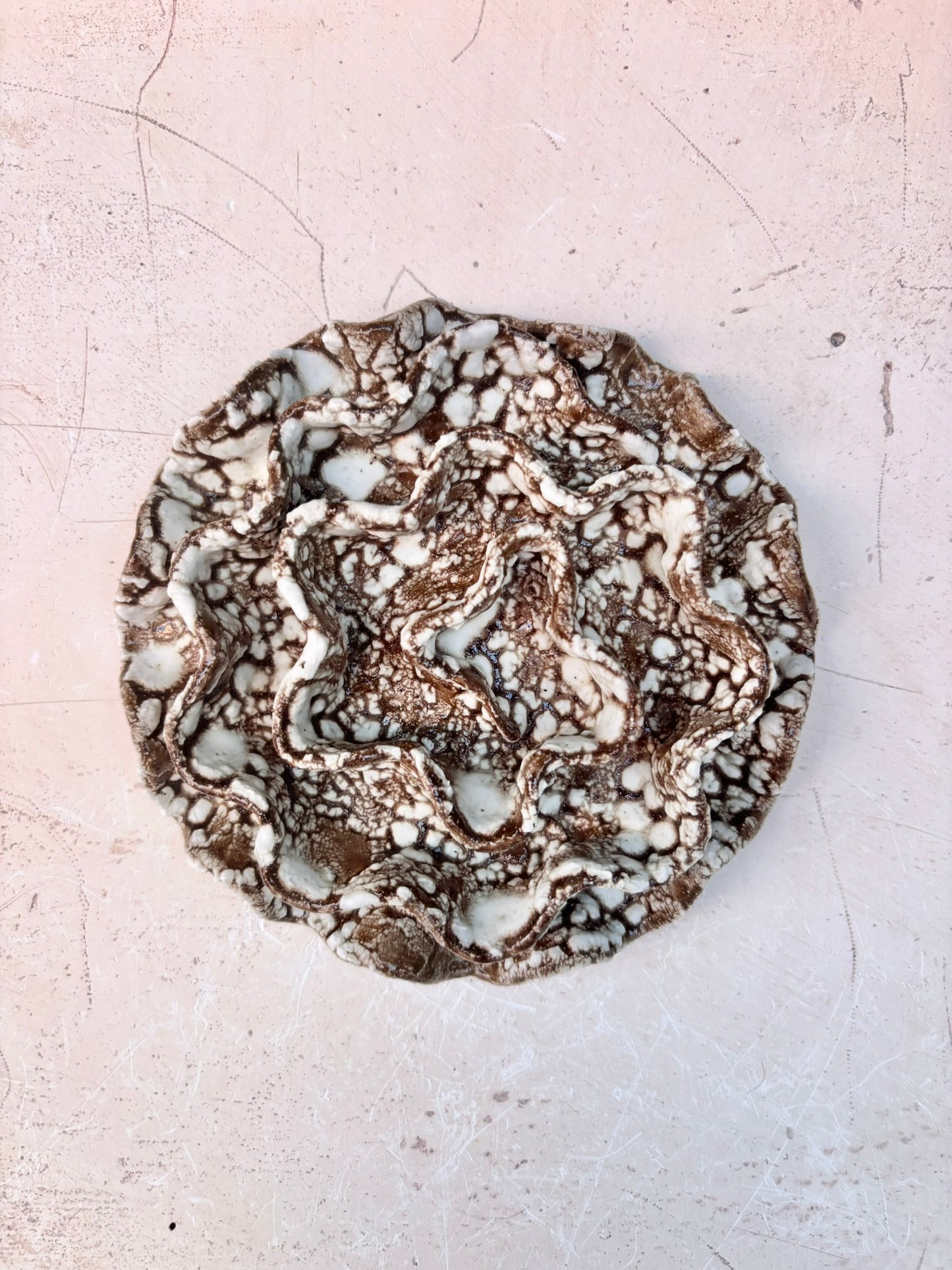Wall coral no 04260