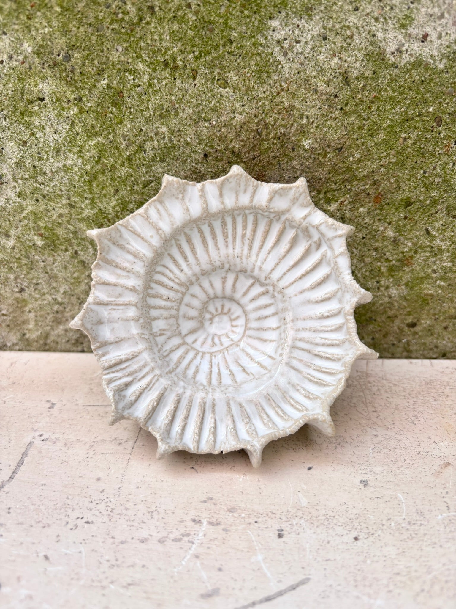 Ammonit nr. 0569