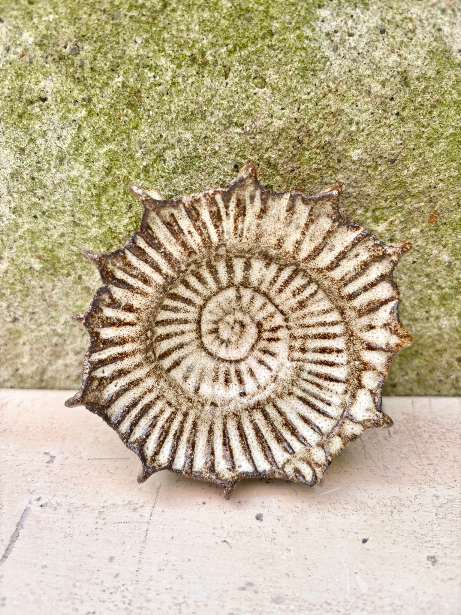 Ammonit nr. 0571
