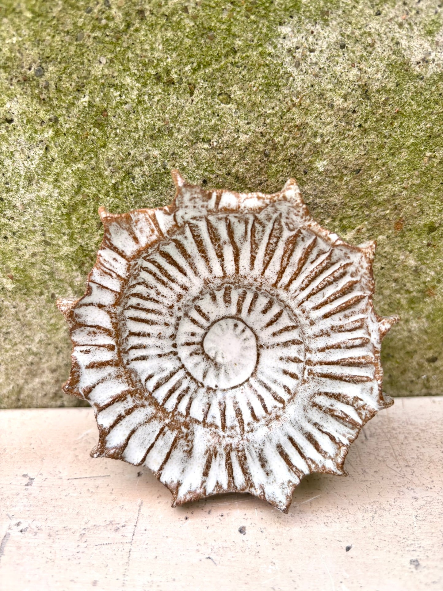 Ammonit nr. 0571