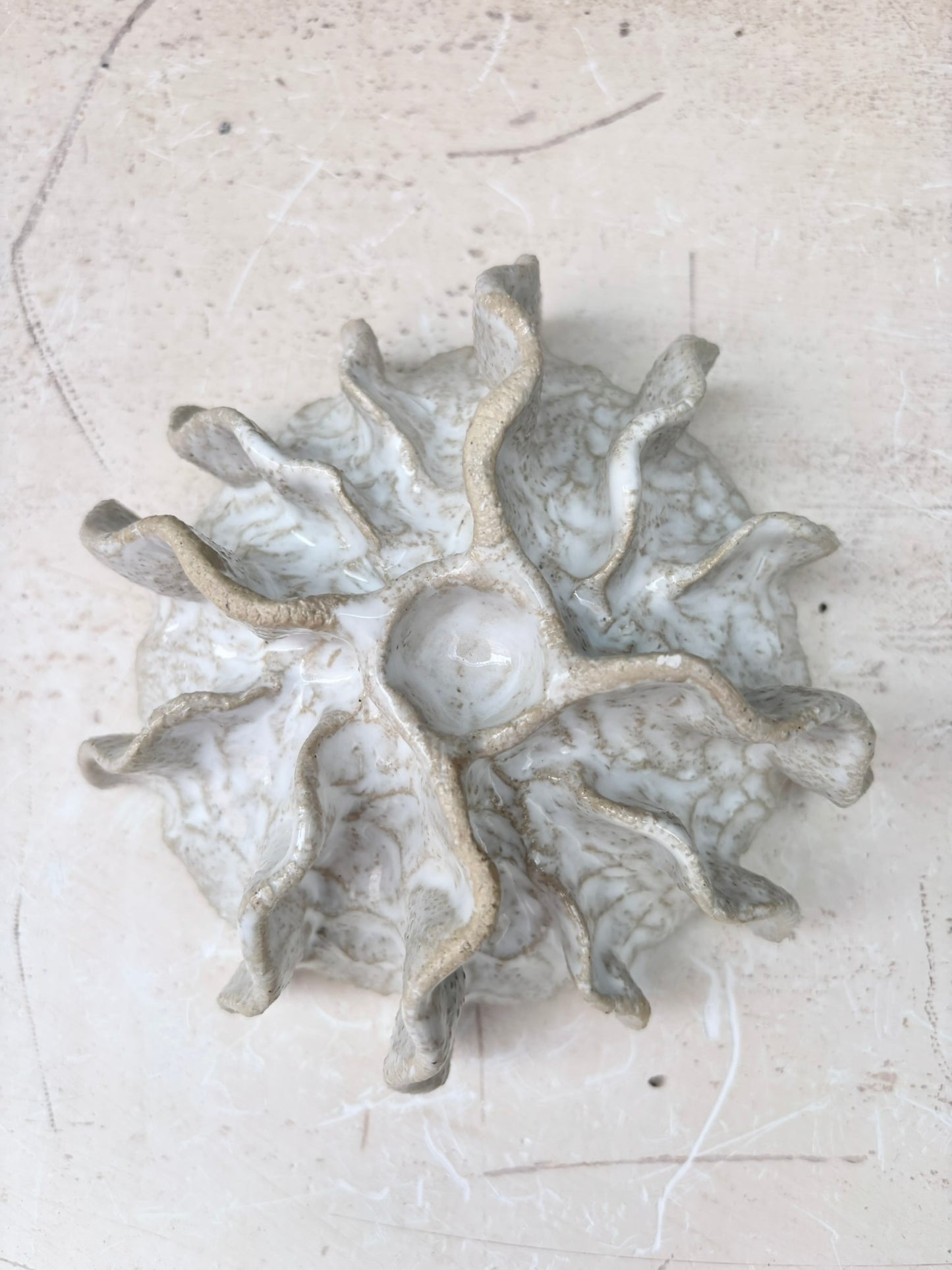 Ammonite no 0573