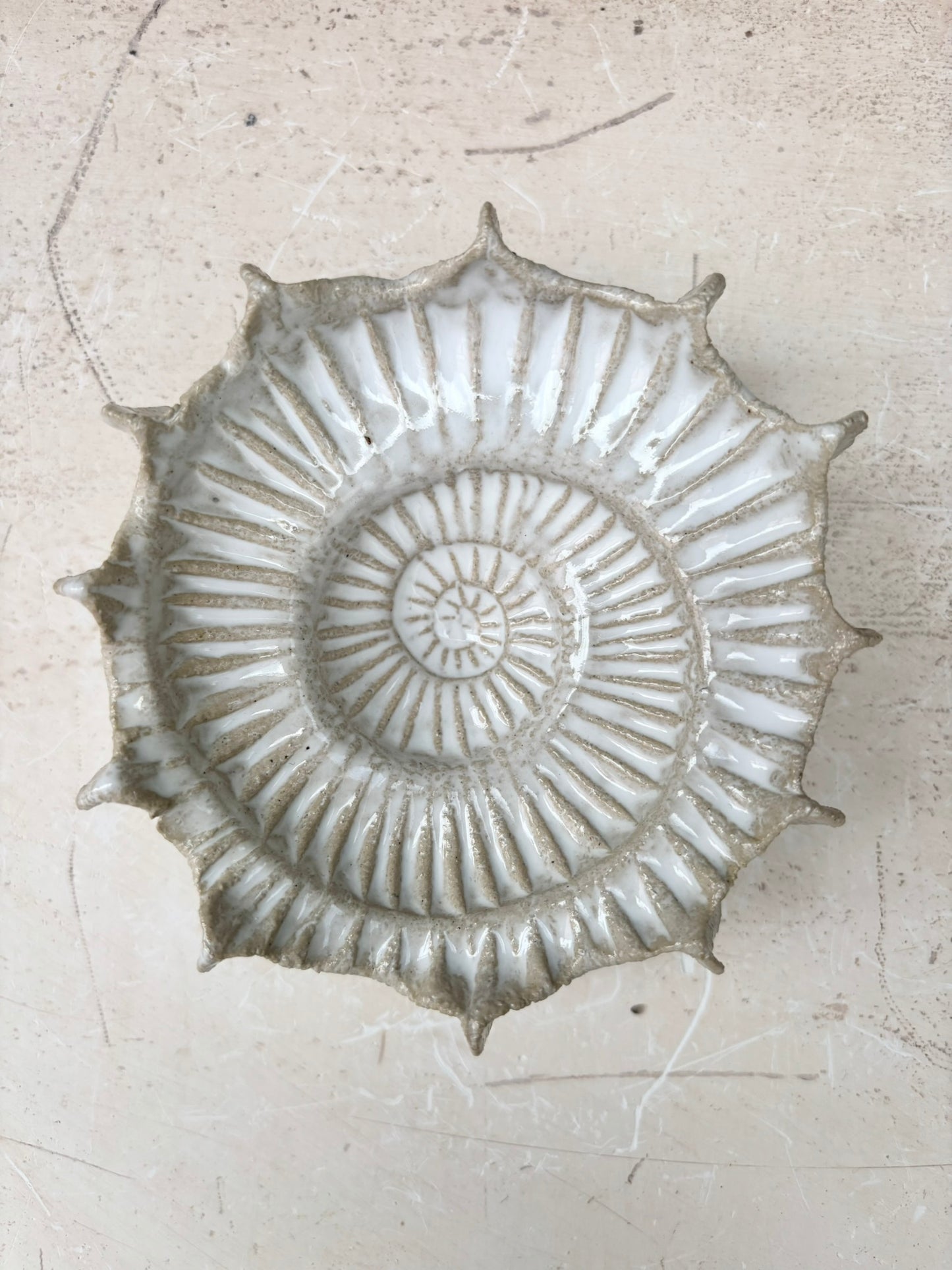 Ammonite no 0573